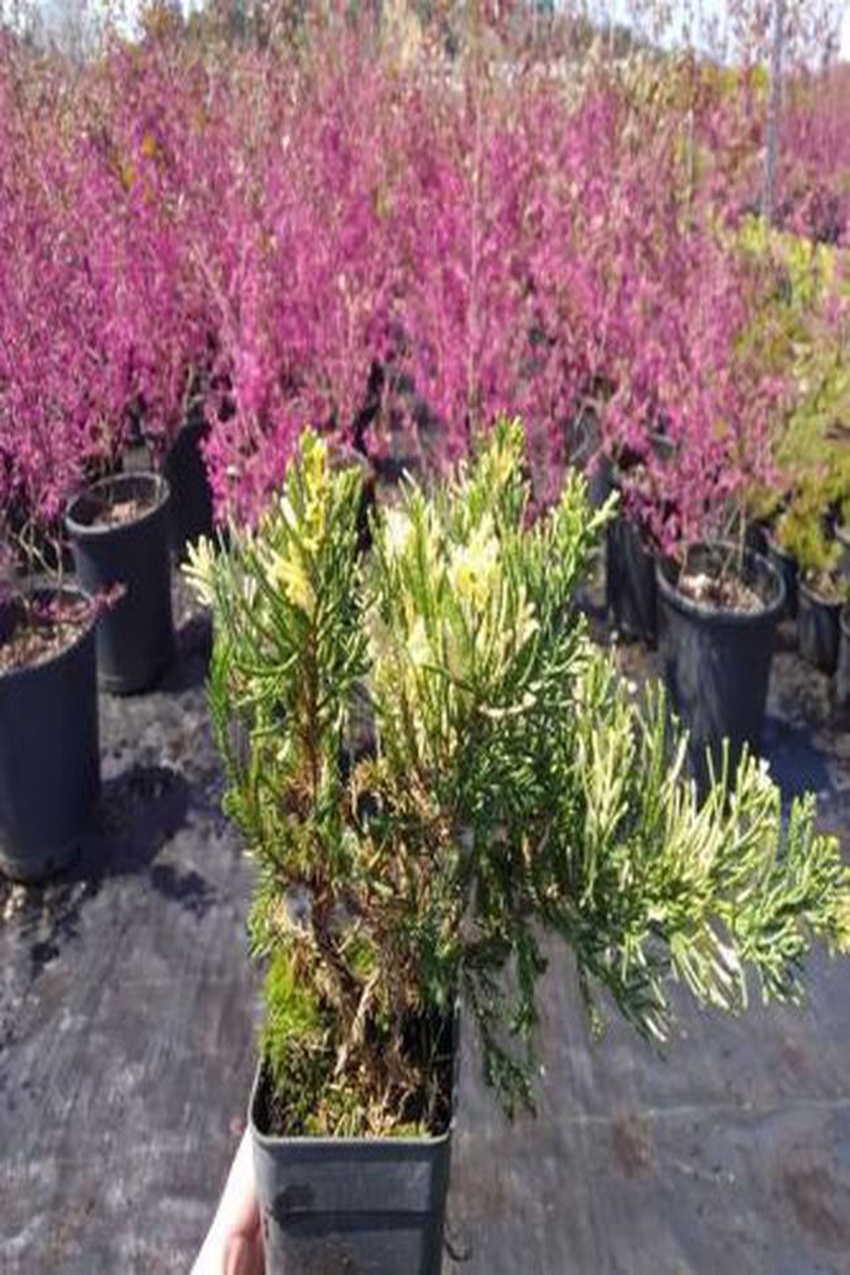 efidanci 50 Adet Alacalı Ardıç(juniperus Chinensis Expansa)bonsai Uygun