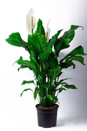 Barış Çiçeği Spathiphyllum +80 cm Dolgun Büyük Formlu 1.Kalite
