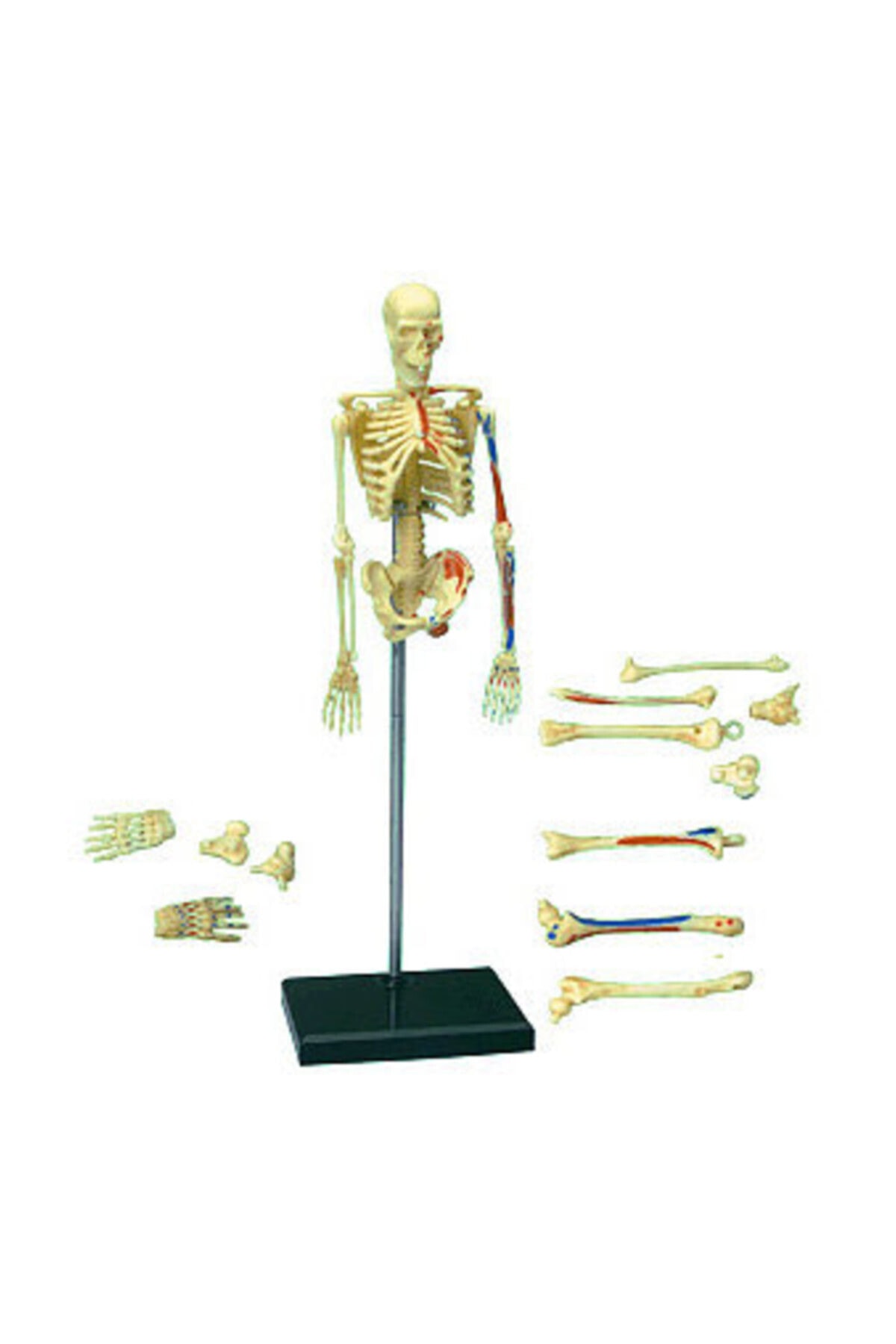 Neotoys Bilim Setleri İskelet Maketi 19 Cm /