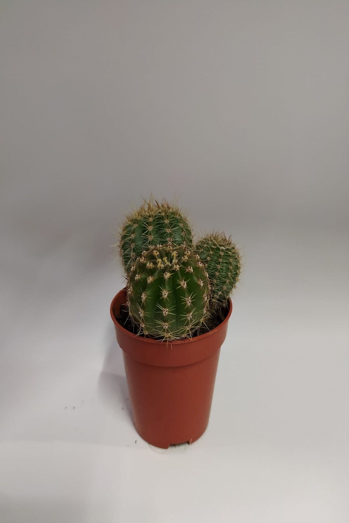 Gençalp Ucuzluk Pazarı Yavrulu Euphorbia Anoplia Top Kaktüs