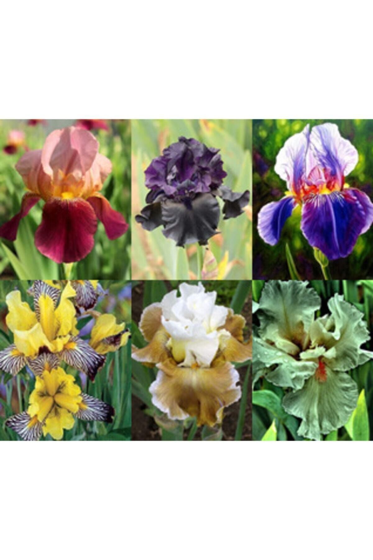 NANDİNA BOTANİK Iris (süsen) Soğanı Karışık Renkli 6'lı