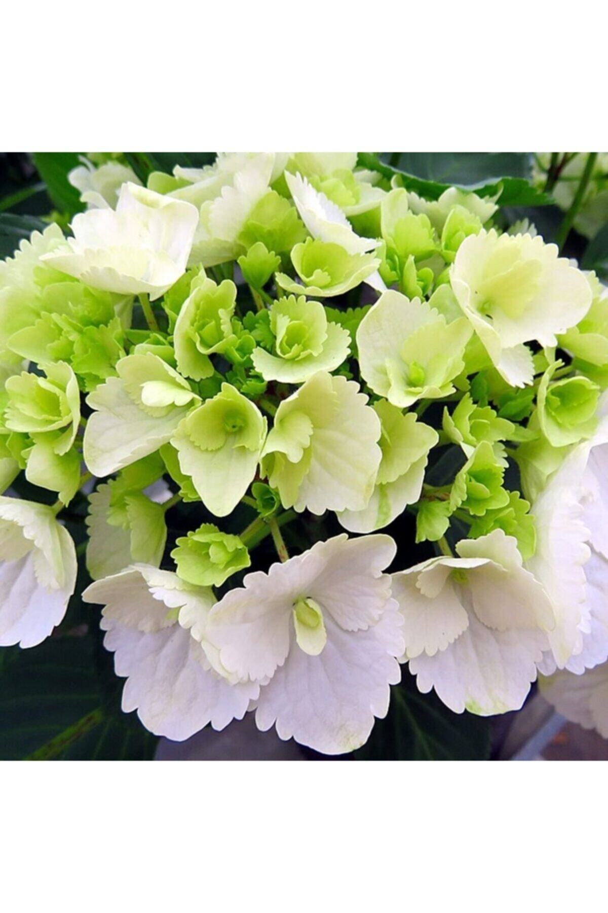 fidanciyiz Saksıda Beyaz Ortanca Fidanı