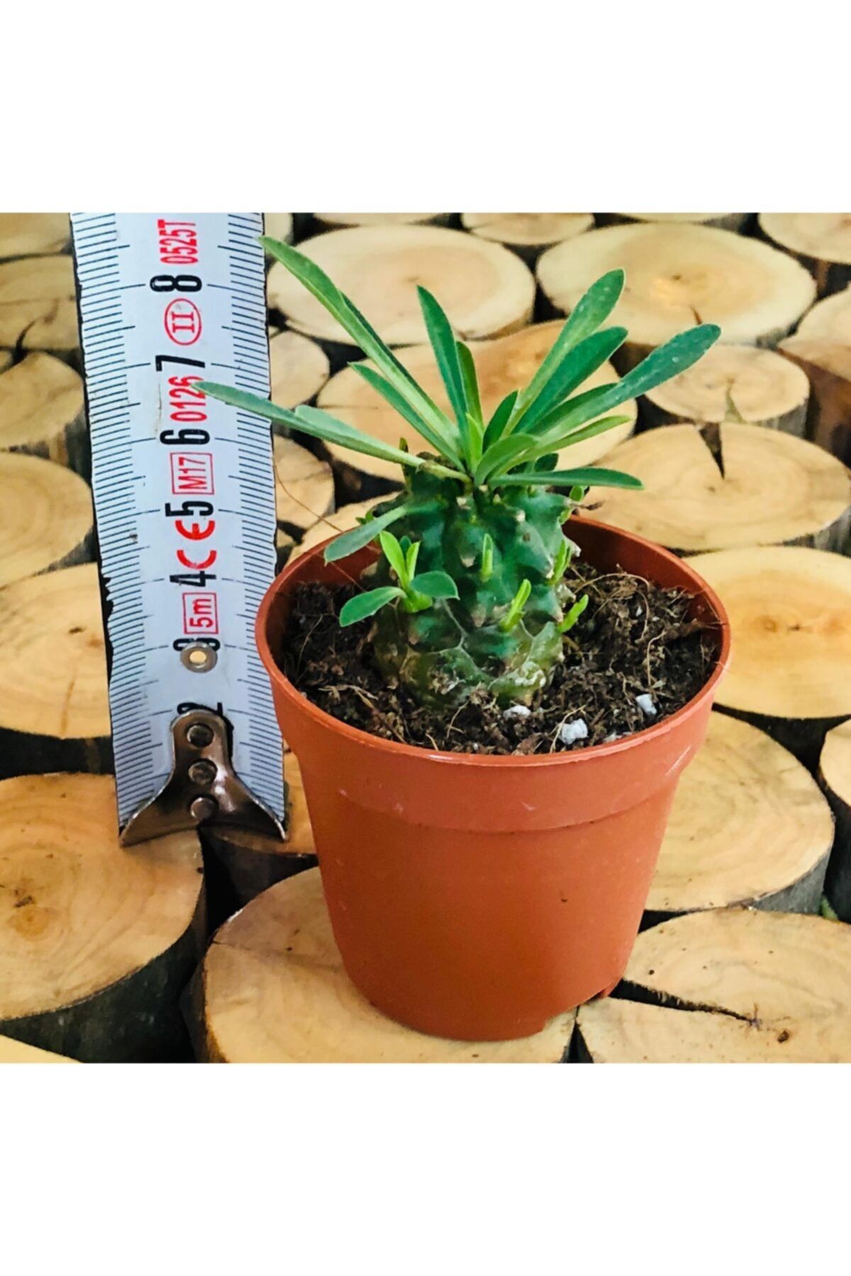 Özen Çiçekçilik Euphorbia Japonica Cactus Taş Gövde Nadir Tür Kaktüs Bitkisi