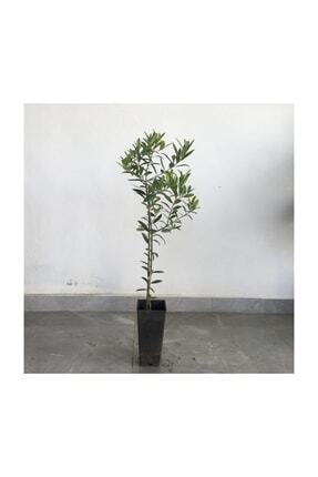Saksılı Tam Bodur Arbequina Zeytin Fidanı 1 Yaş - 40-60 Cm Boy Image 0