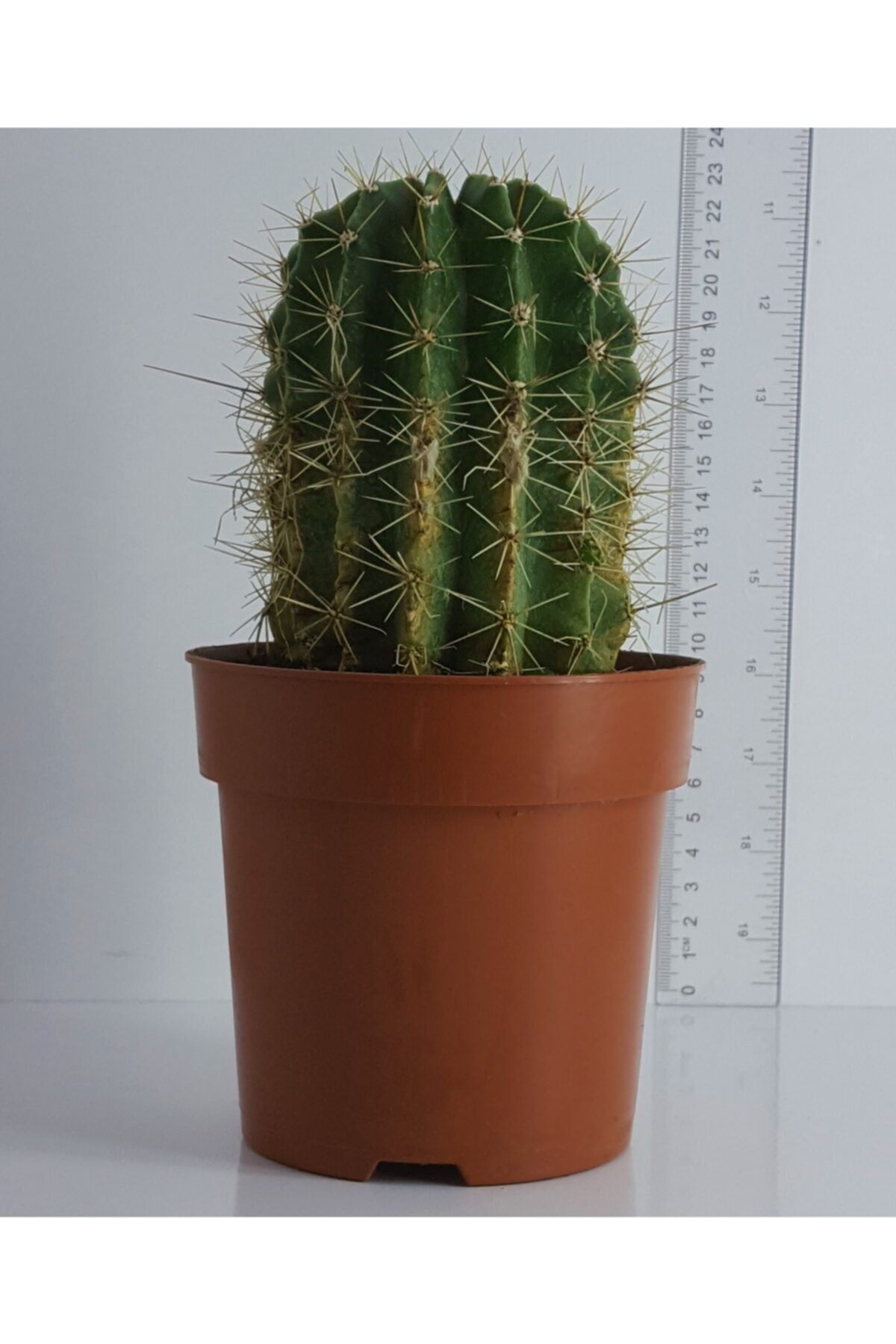 Aysima Çiçekevi Kaynana Topuzu Echino  12cm Saksıda