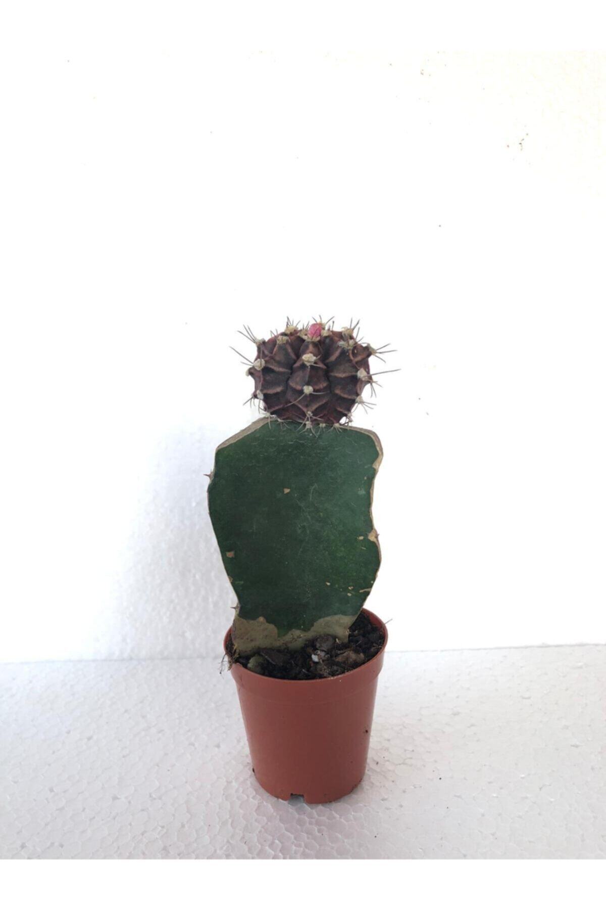 BOULDERCAFE GARDEN Gymnocalycium Mihanovichii Damson Cactus Mürdüm Aşılı Top Kaktüs 5.5cm Saksı
