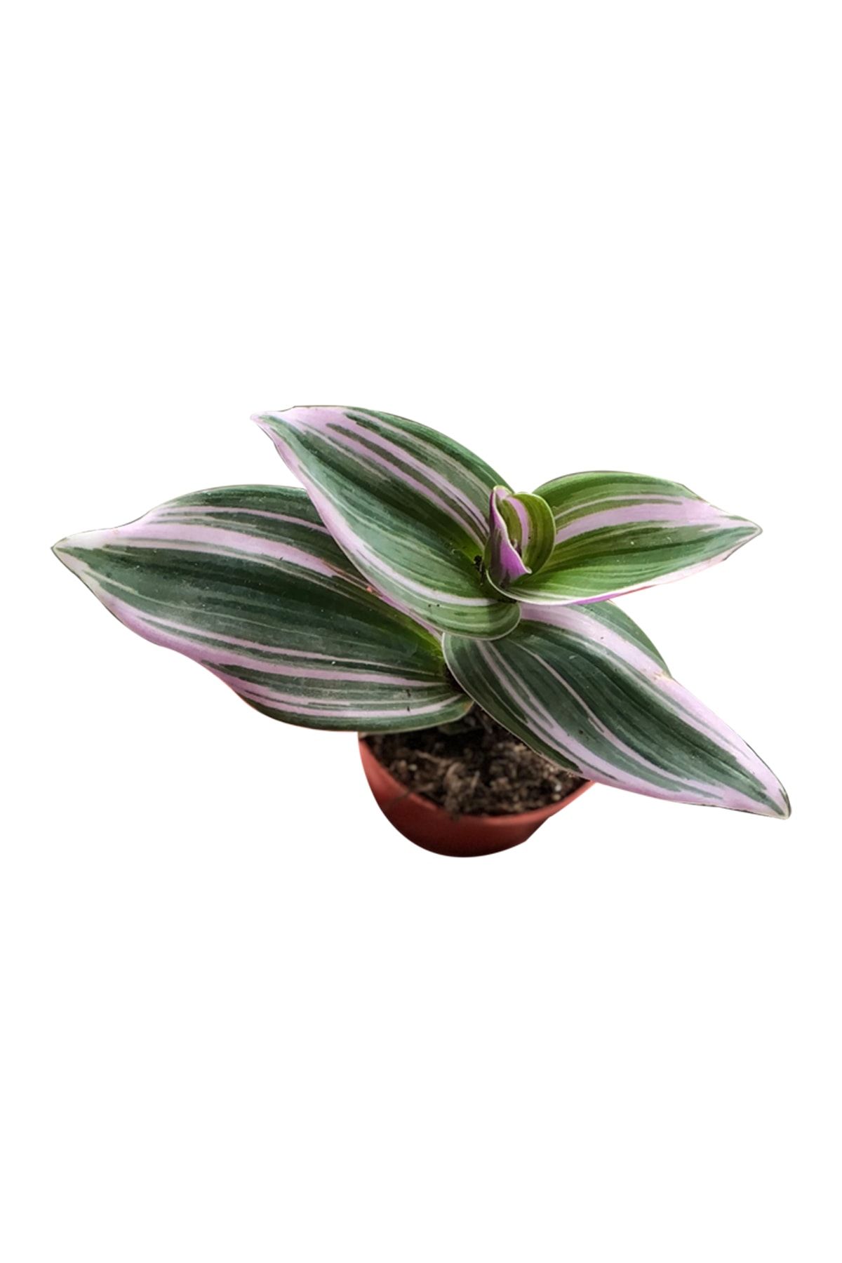 SOcactus Tradescantia Zebrina Kaktüs Sukulent