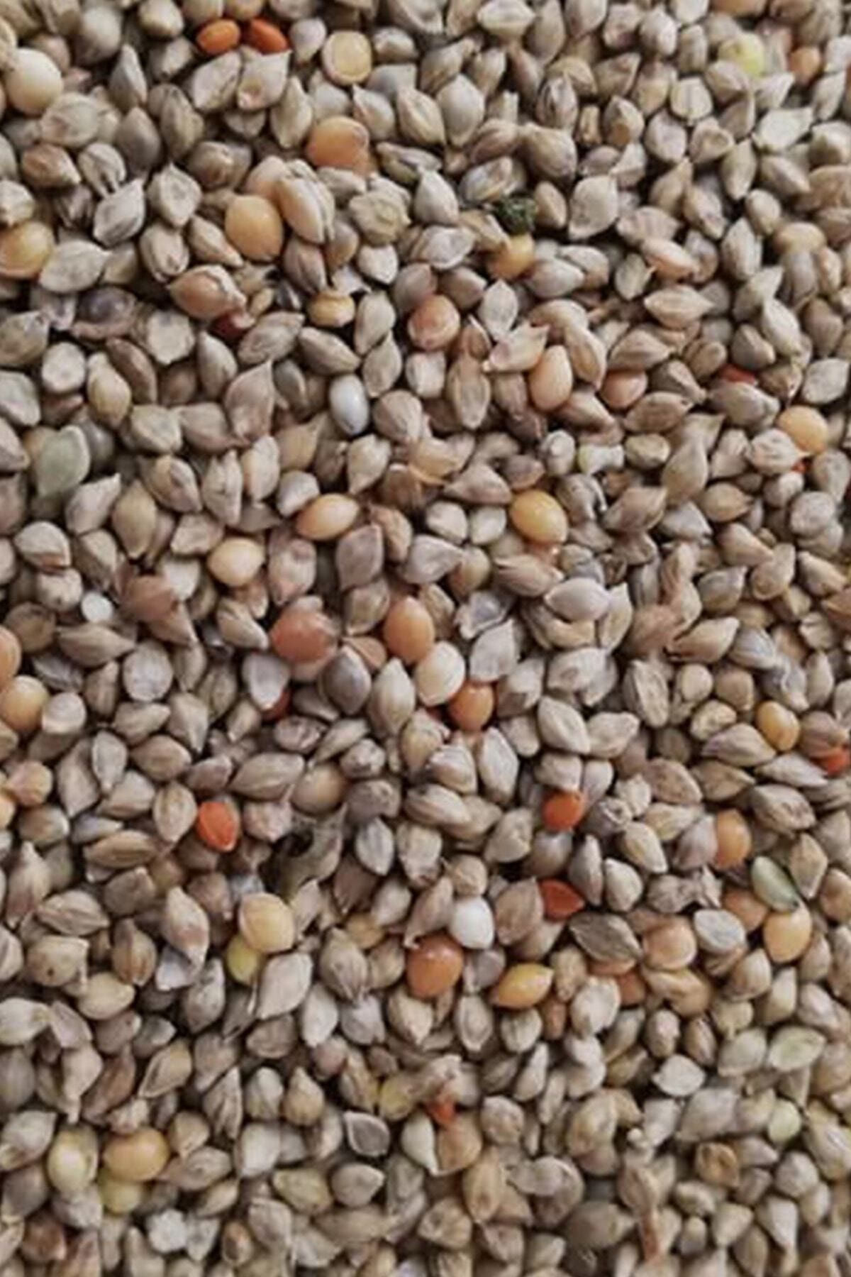 Vivid Japon Darısı 250 Gram