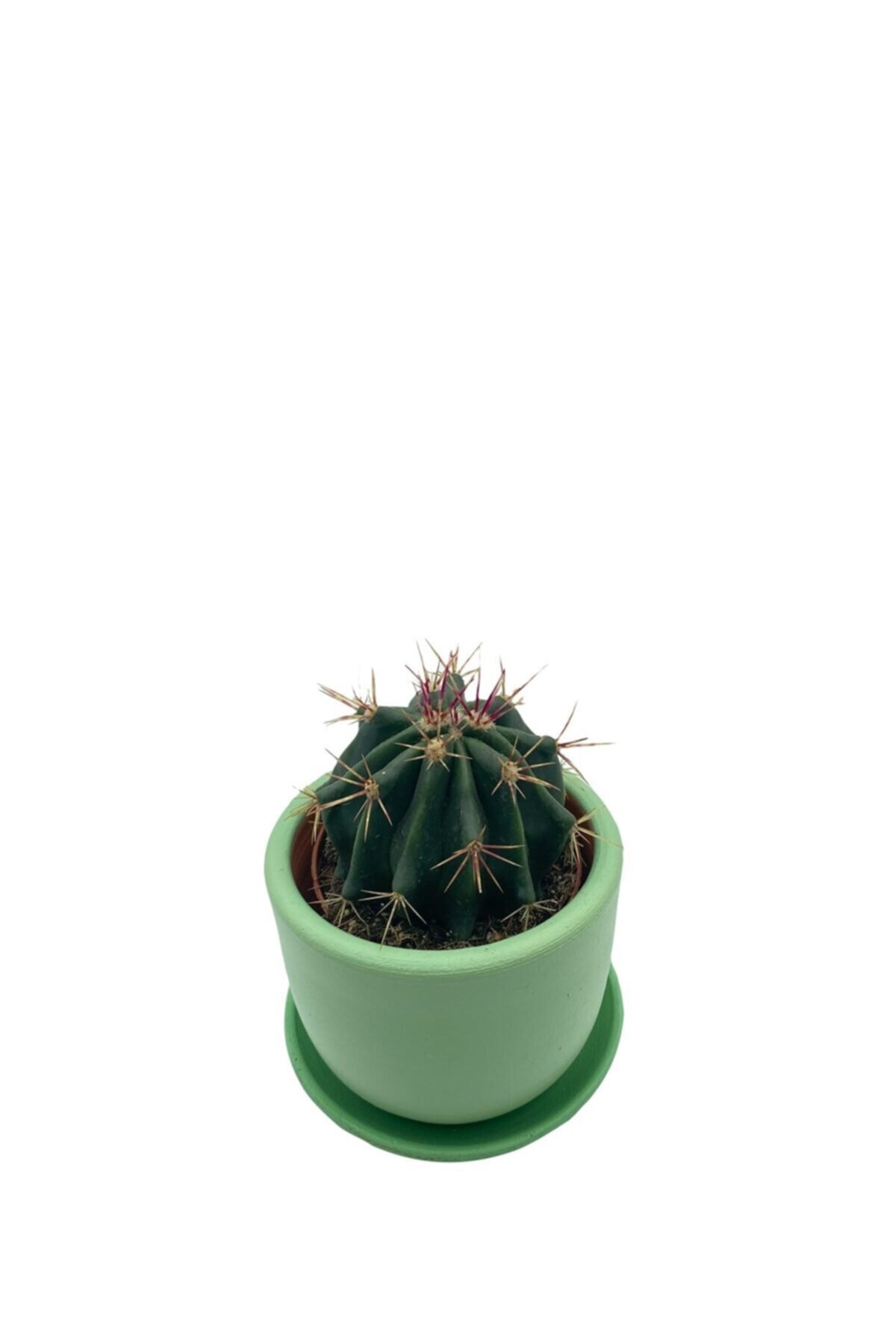 NADİR KAKTÜS Ferocactus Latispinus Kaktüs Çap 8.5