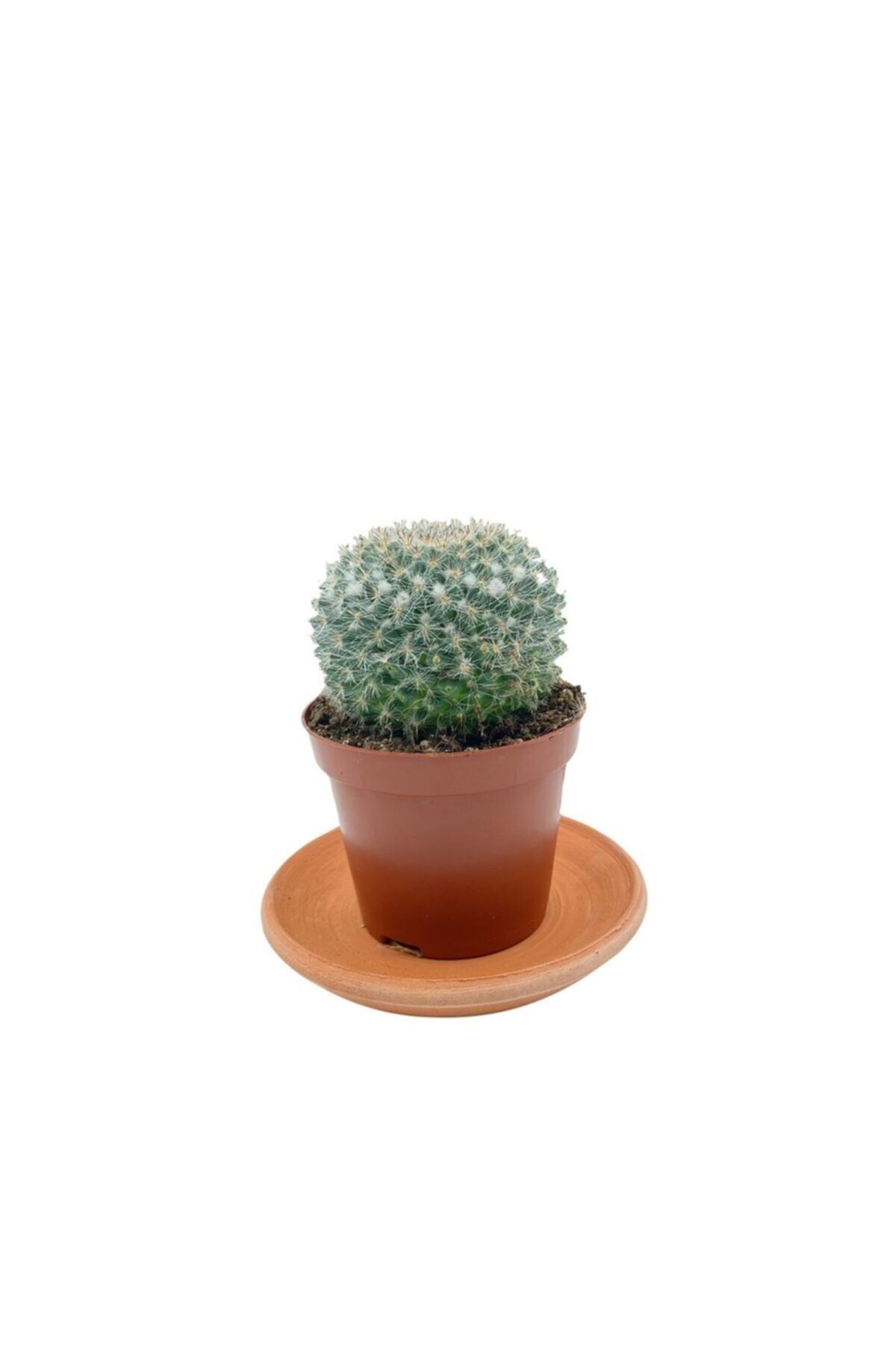 NADİR KAKTÜS Mammillaria Hahniana Kaktüs Çap 8.5