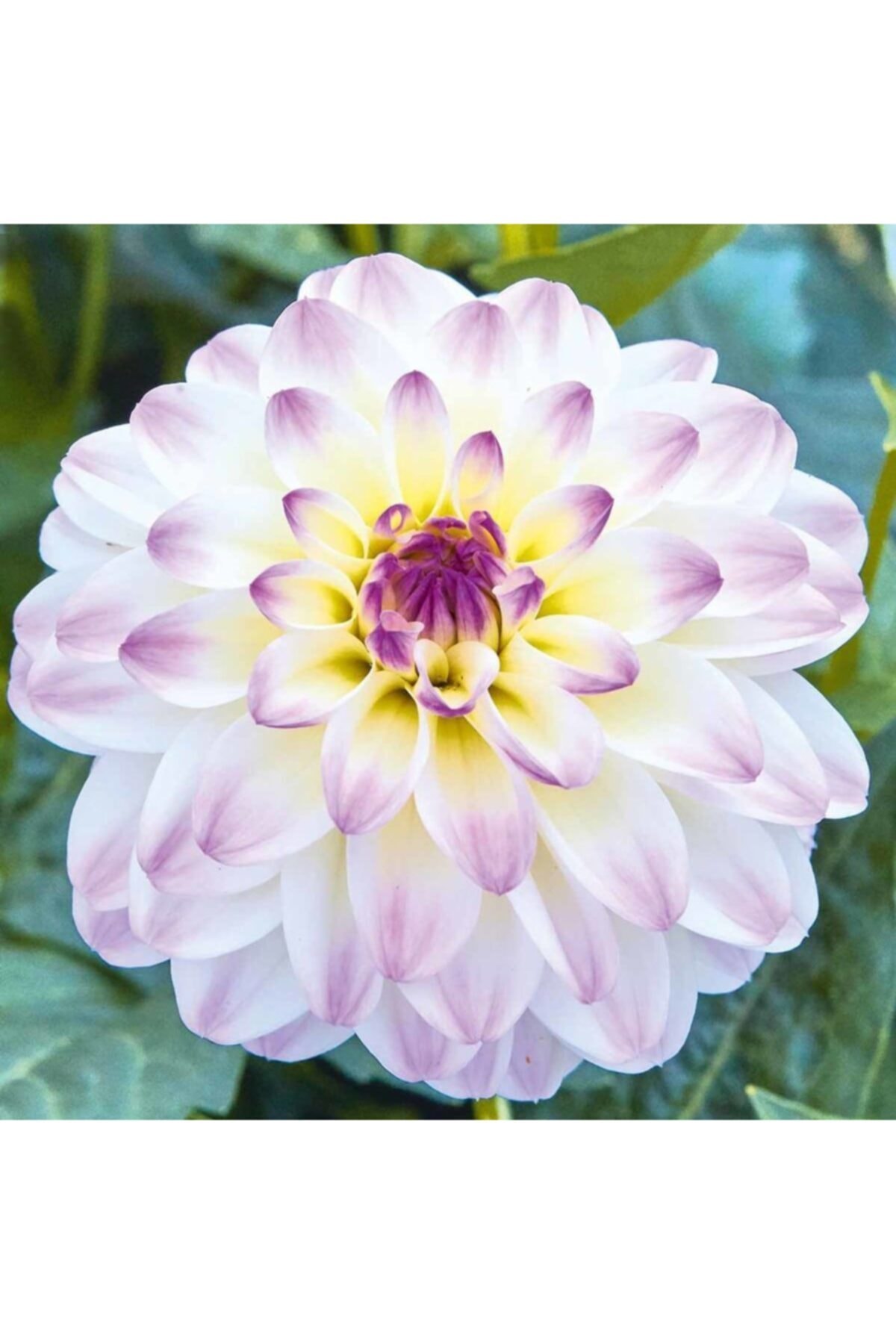 pearlexoticseed Dahlia Çiçek Tohumu Beyaz 5 Adet