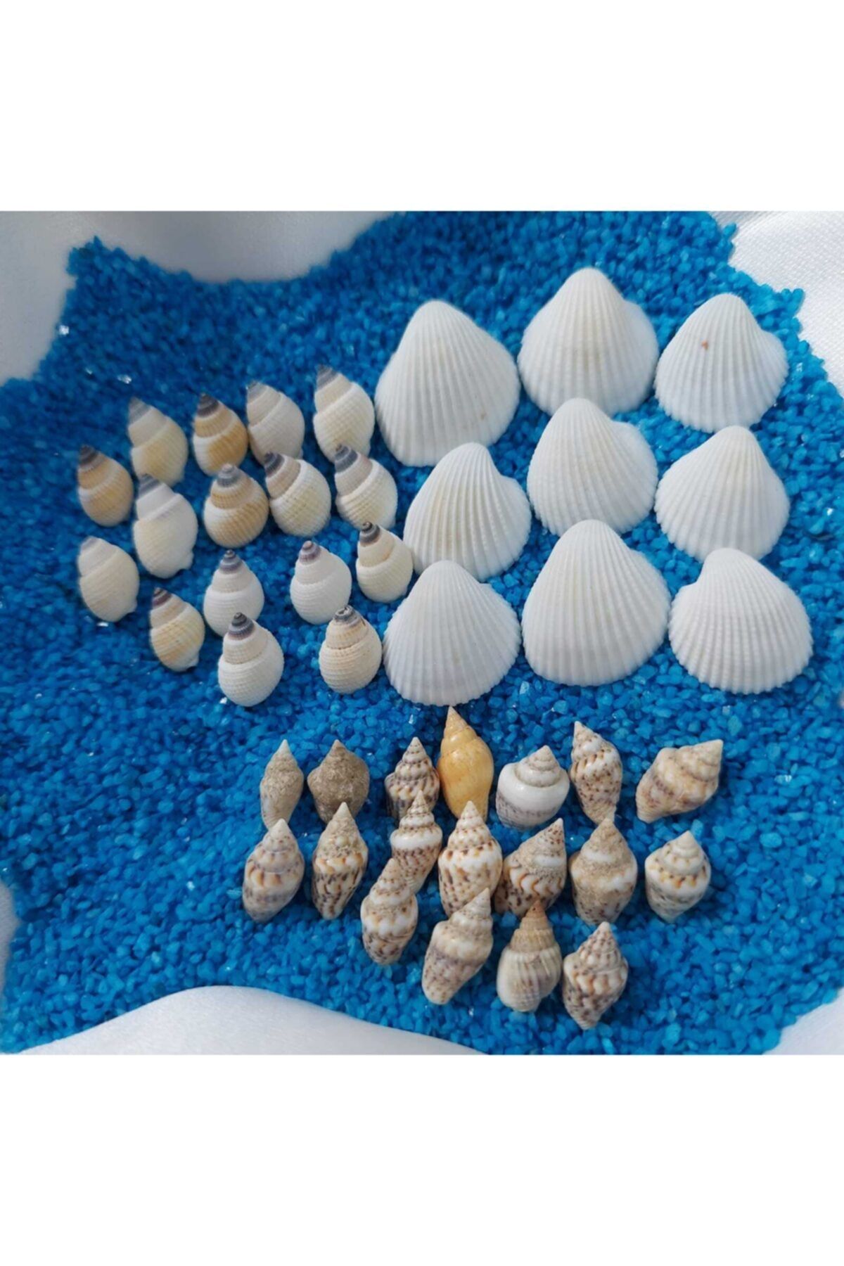 Aker Hediyelik Silis Istiridye Kabuk Çeşitleri 07mm-2,5cm Uygun Deniz Kabuğu 200gr Teraryum Deniz Kabukları Seti