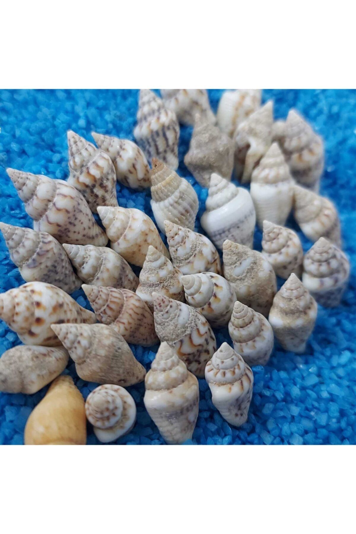 Aker Hediyelik 100gr Teraryum Deniz Kabukları Silis Akvaryum Süs Ufak Kabuk Türleri  Minik Deniz Kabuğu