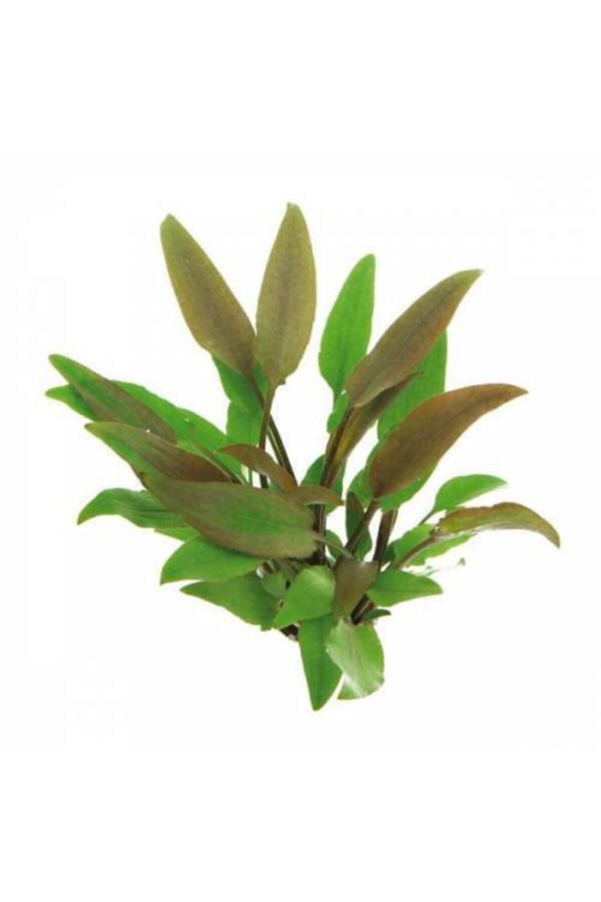 Sakura Cryptocoryne Becketii