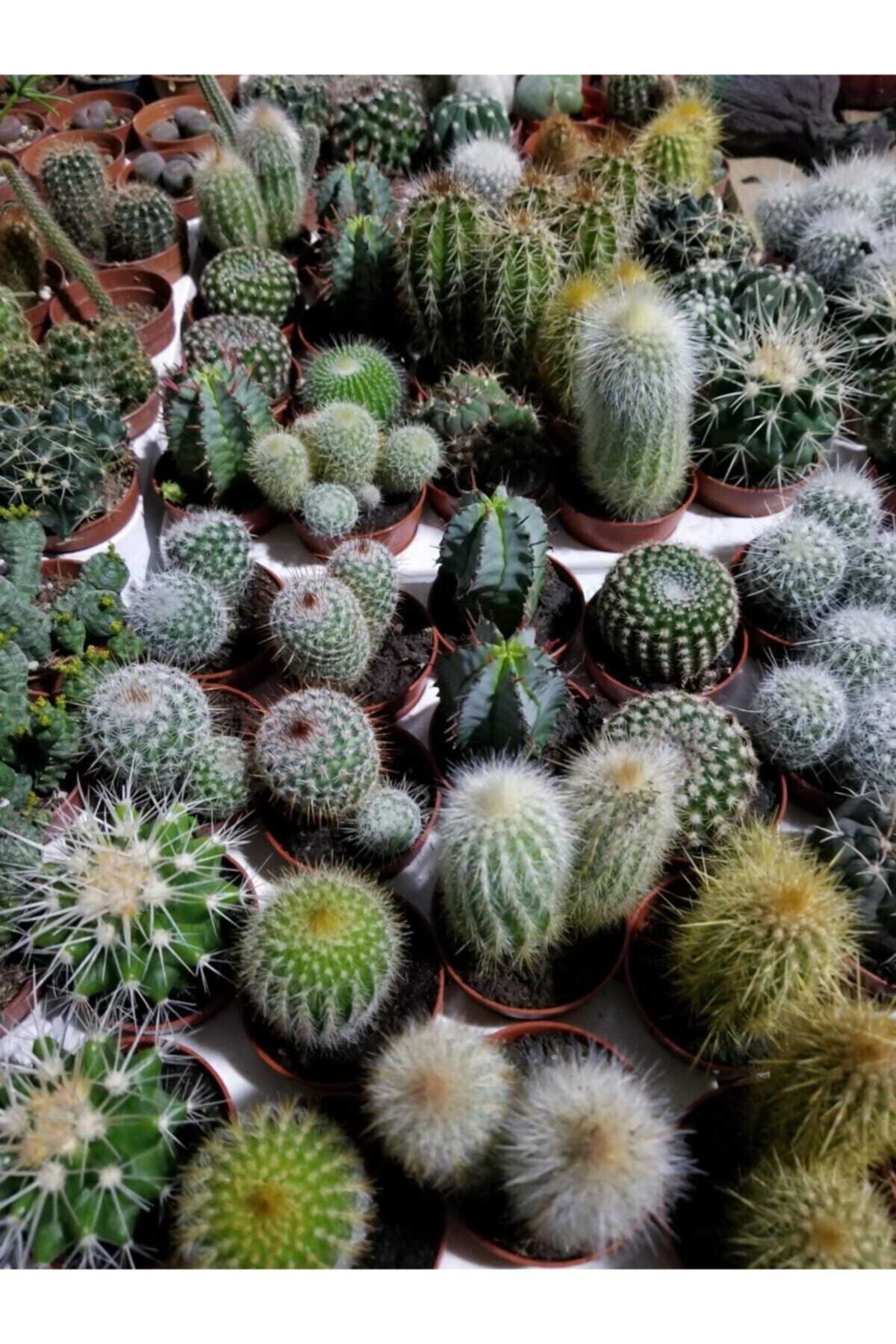 tropikada 5 Adet ,hepsi Farklı Tür Kaktüs Set,5,5 Cm Lik Saksıda