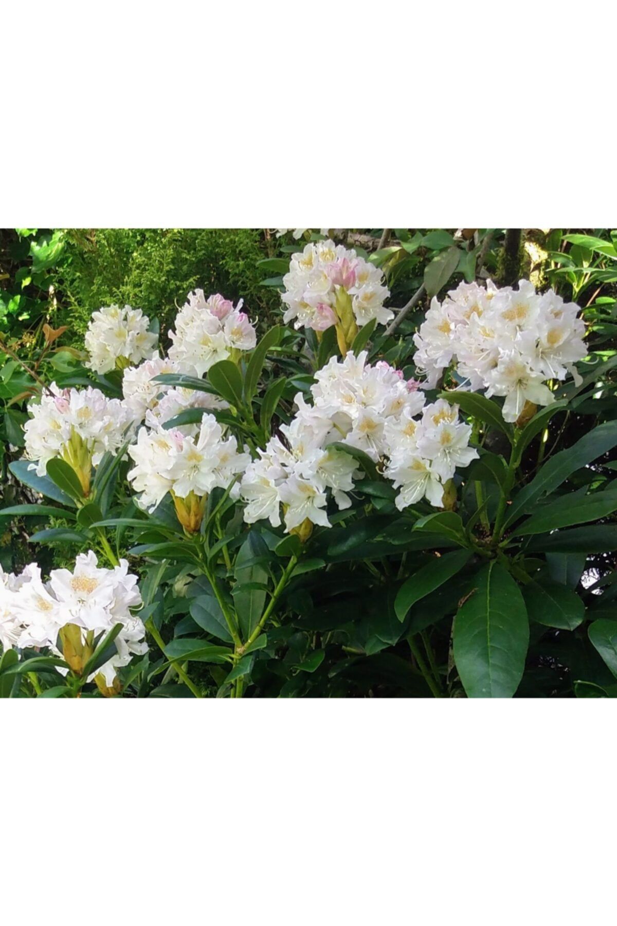 fidanistanbul Rhododendron Cunninghams White Beyaz Orman Gülü, 20-40 Cm, Ithal, Saksıda
