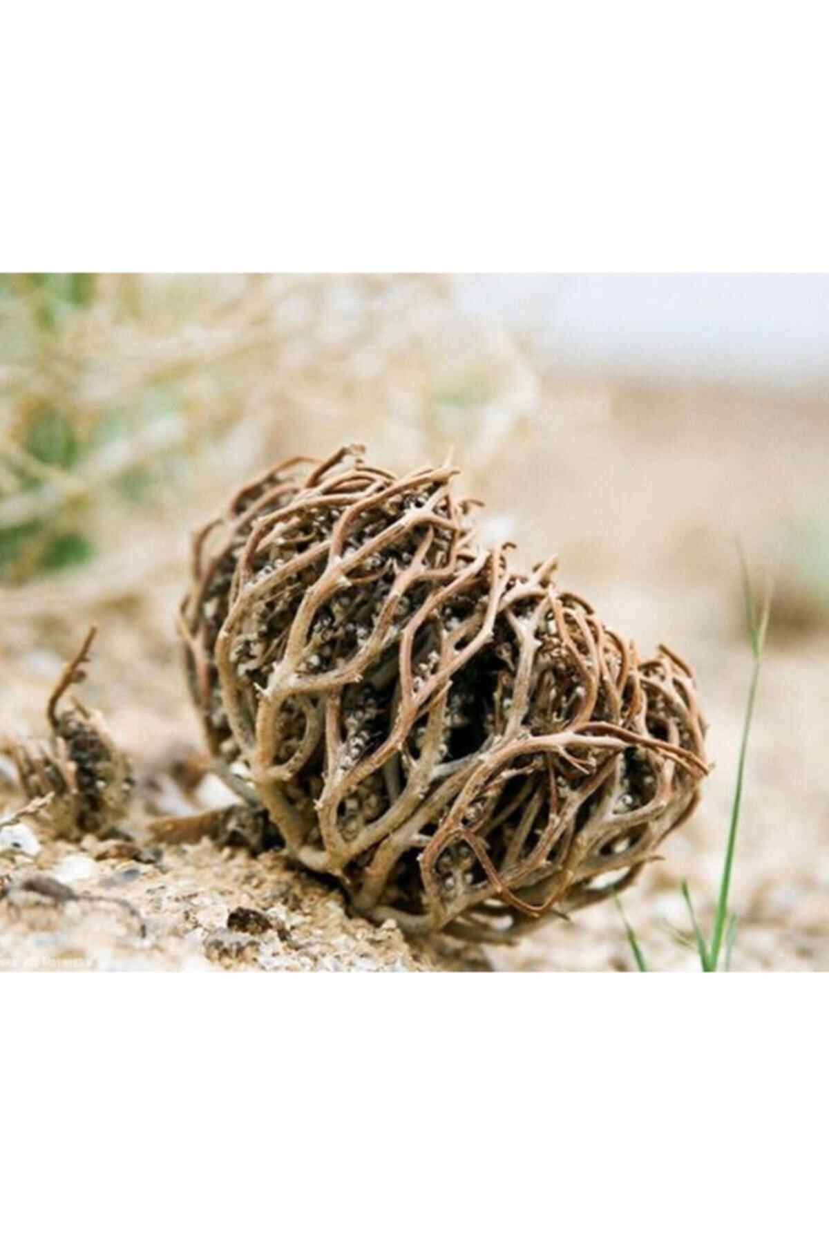 YNK AKTAR Meryem Ana Otu Fatma Ana Eli 1 Adet