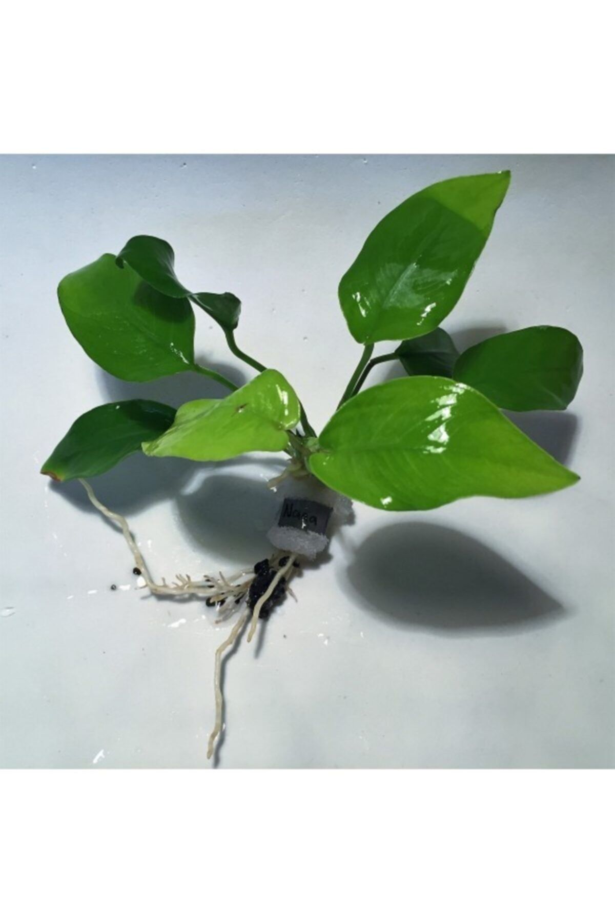 Sakura Anubias Nana 4-6 Yaprak