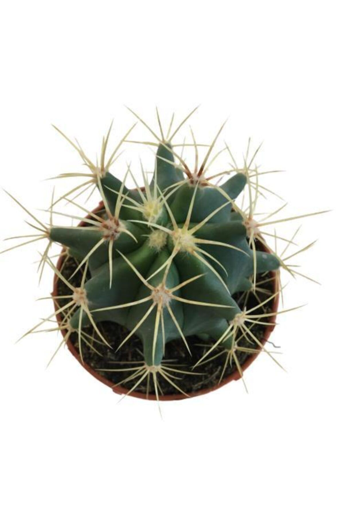 Armen Botanik Ferocactus Glaucescens- Mavi Varil Kaktüs
