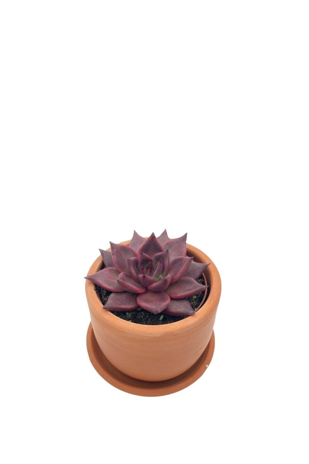 NADİR KAKTÜS Echeveria Agavoides Romeo Çap 8.5
