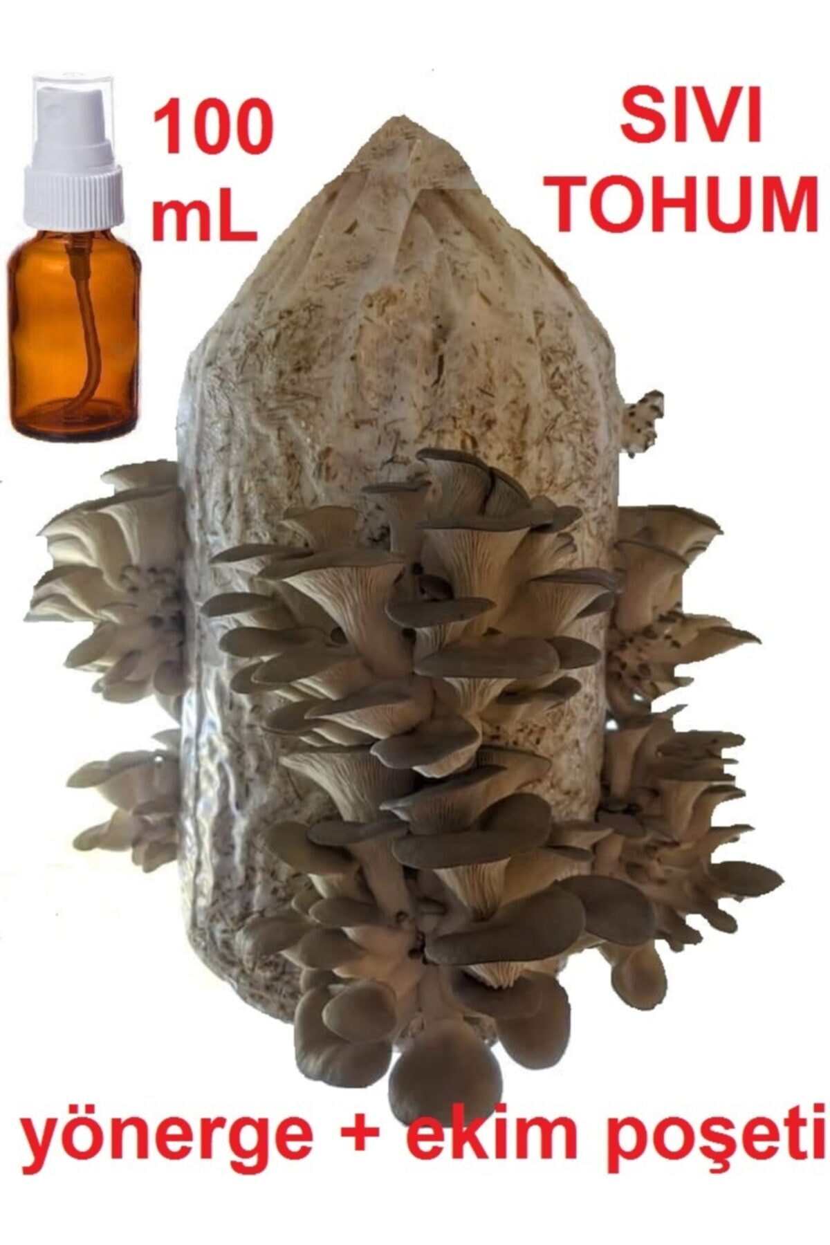 TohumGübre 100 Ml Sıvı Istiridye Kavak Kayın Mantarı Tohumu + Mantar Ekim Poşeti + Yönerge