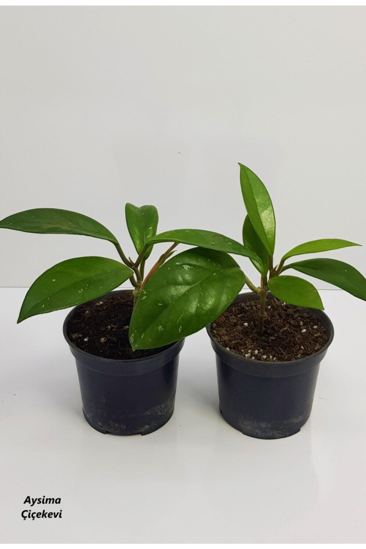 Aysima Çiçekevi Mum Çiçeği Fidesi Hoya Carnosa Kokulu 9cm Saksıda 2 Adet