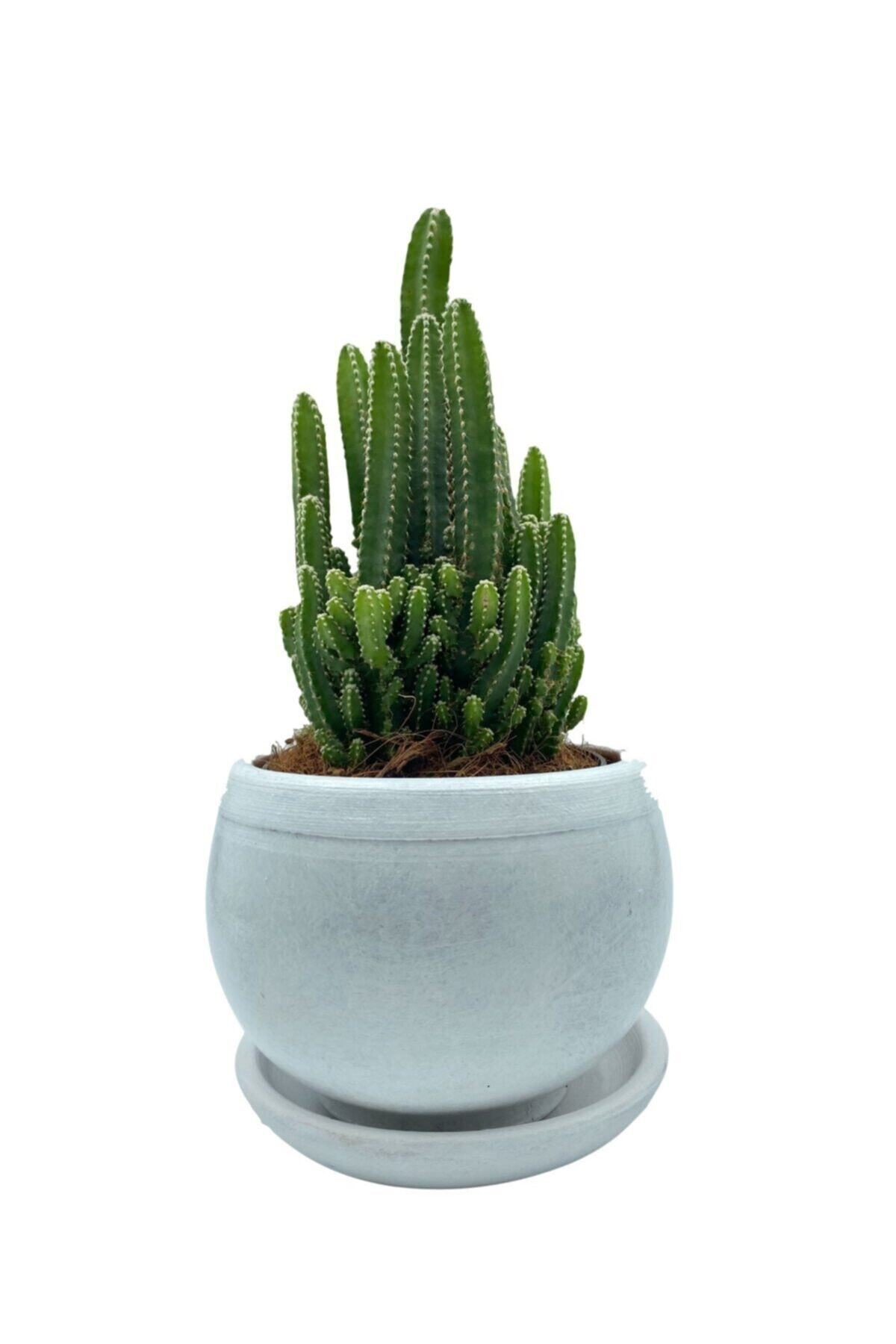 NADİR KAKTÜS Acanthocereus Tetragonus Perili Şato Çap 12.5 Kaktüs