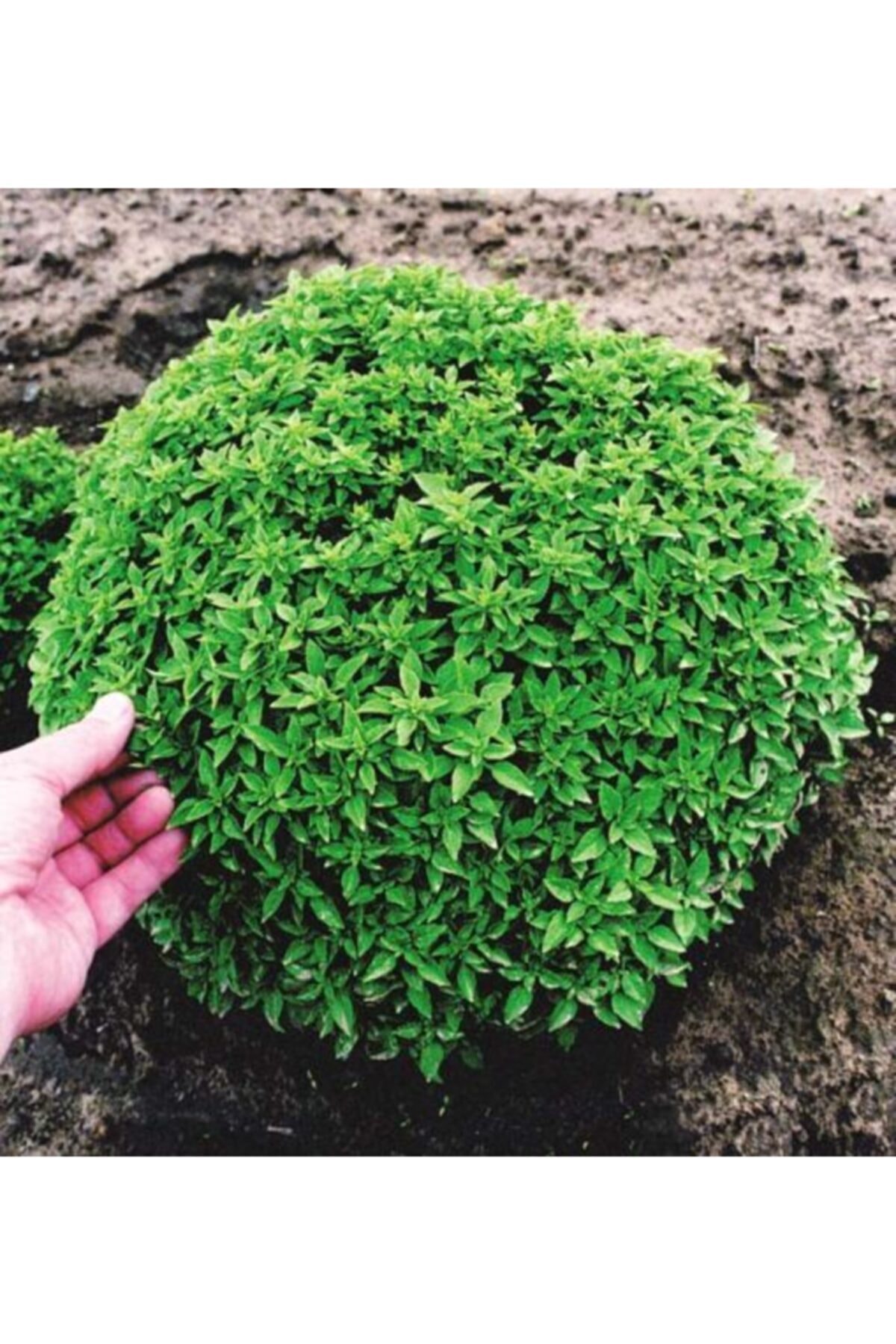 Elysian Top Fesleğen Tohumu 1 Paket Top Reyhan Tohumları Yeşillik Sebze Tohumları Bahçe Bitkisi