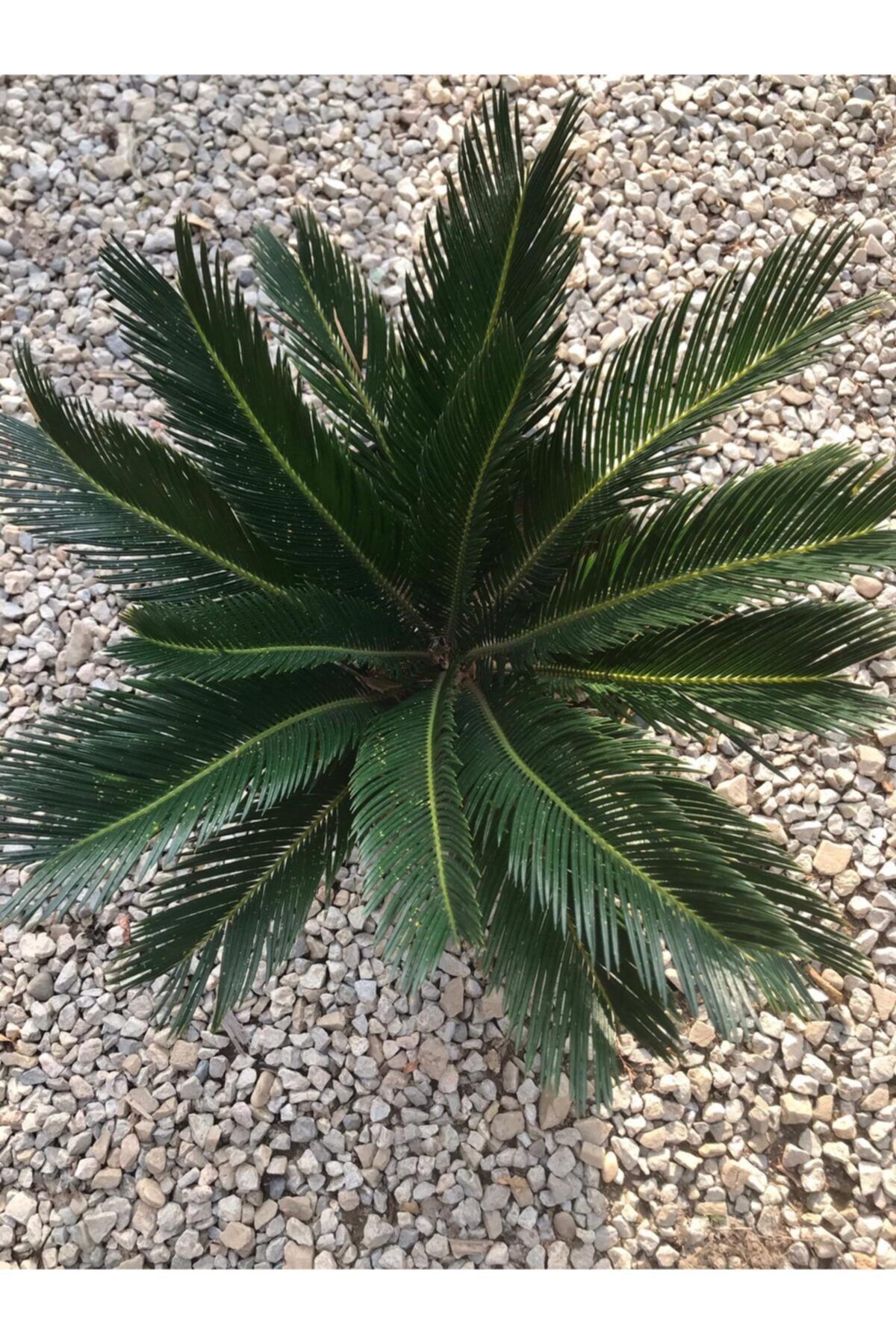düşbahçem peyzaj Sikas (Cycas) Büyük Saksılı Minimum 50 cm