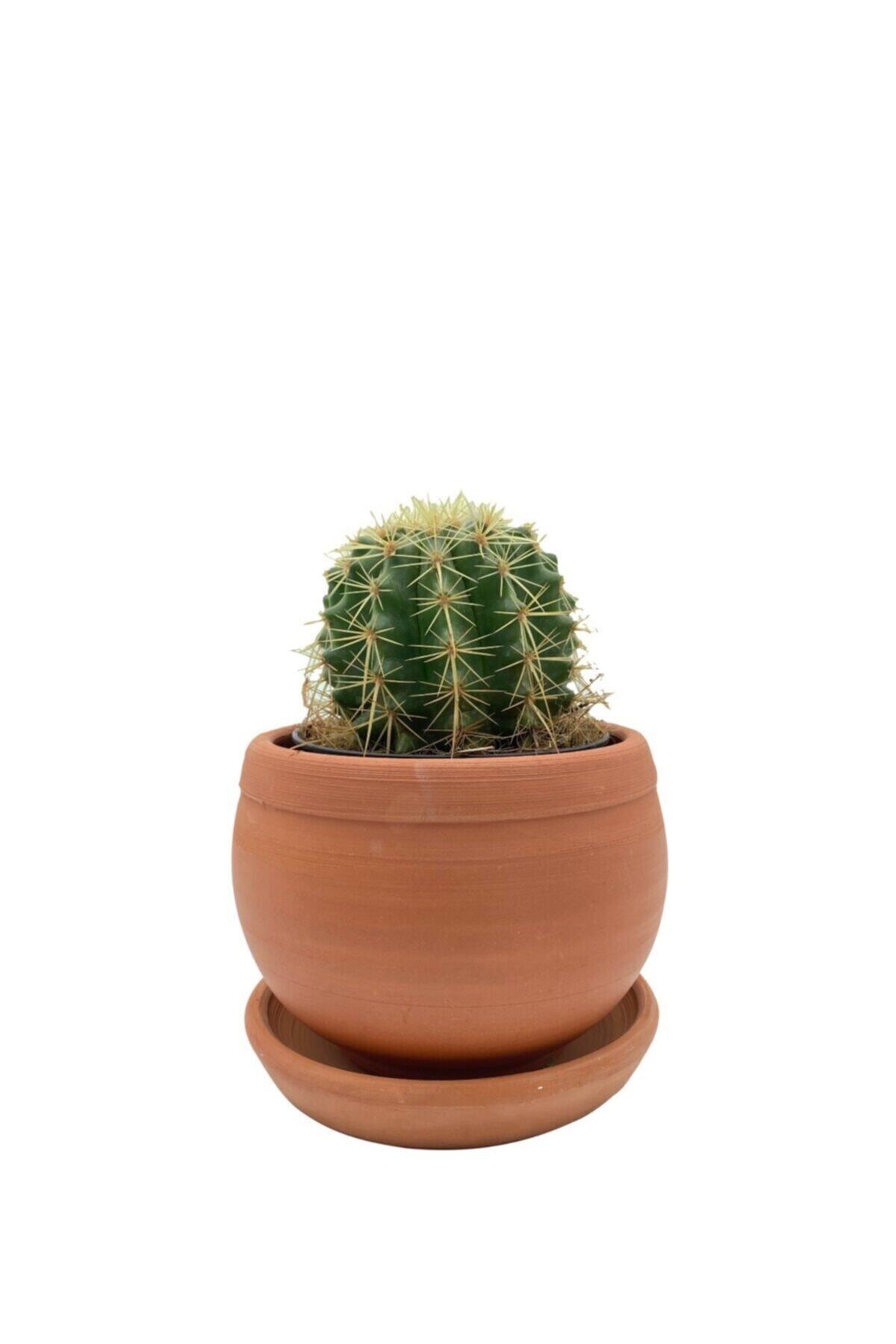 NADİR KAKTÜS Echinocactus Grusonii Altın Fıçı Kaktüs Çap 12.5