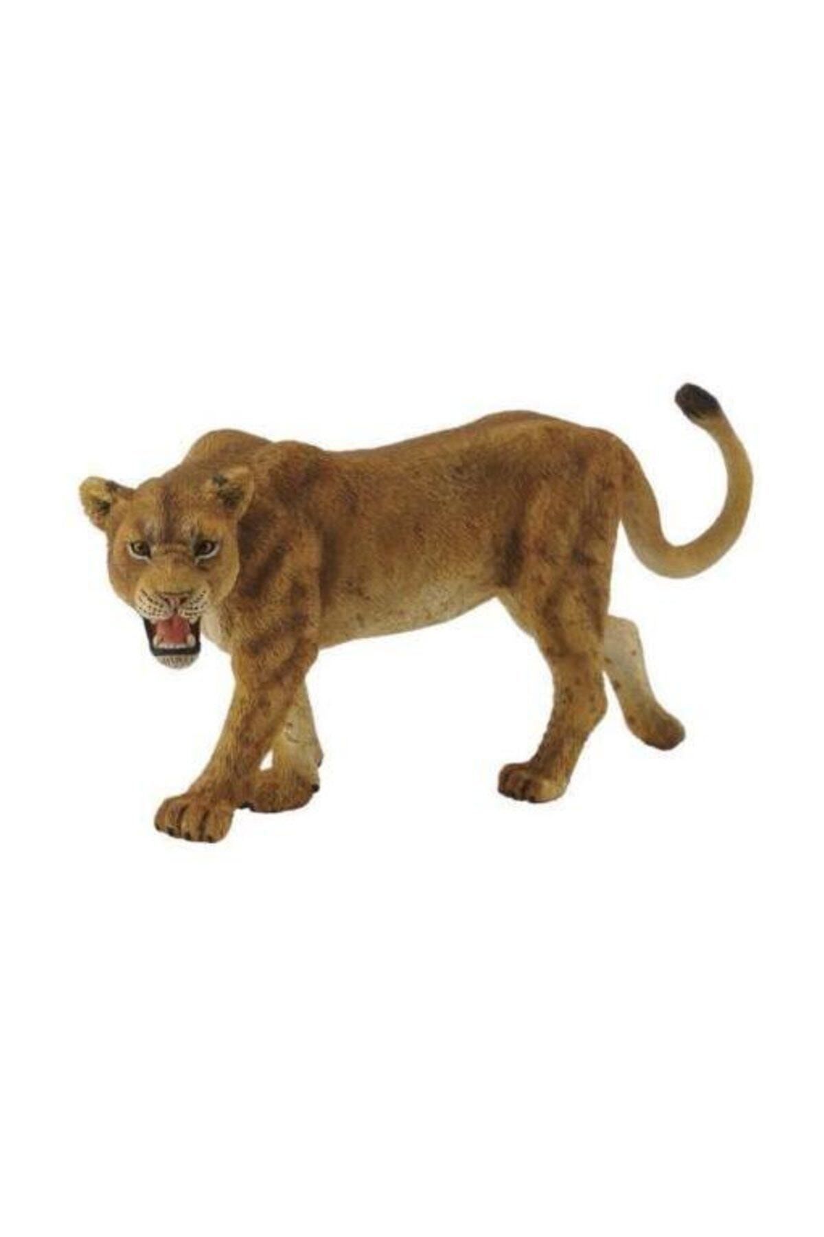 collecta disi aslan fiyati yorumlari trendyol
