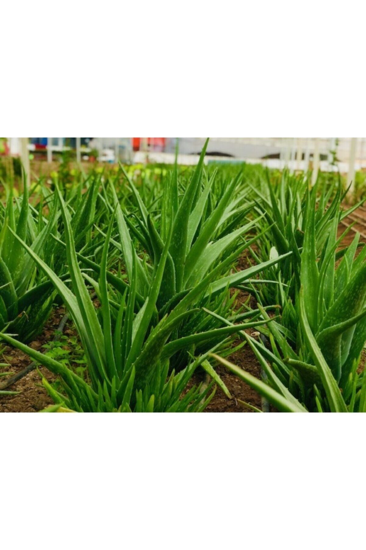 akdeniz tarim aloe vera bitkisi jel icin yaprak 1 kg fiyati yorumlari trendyol
