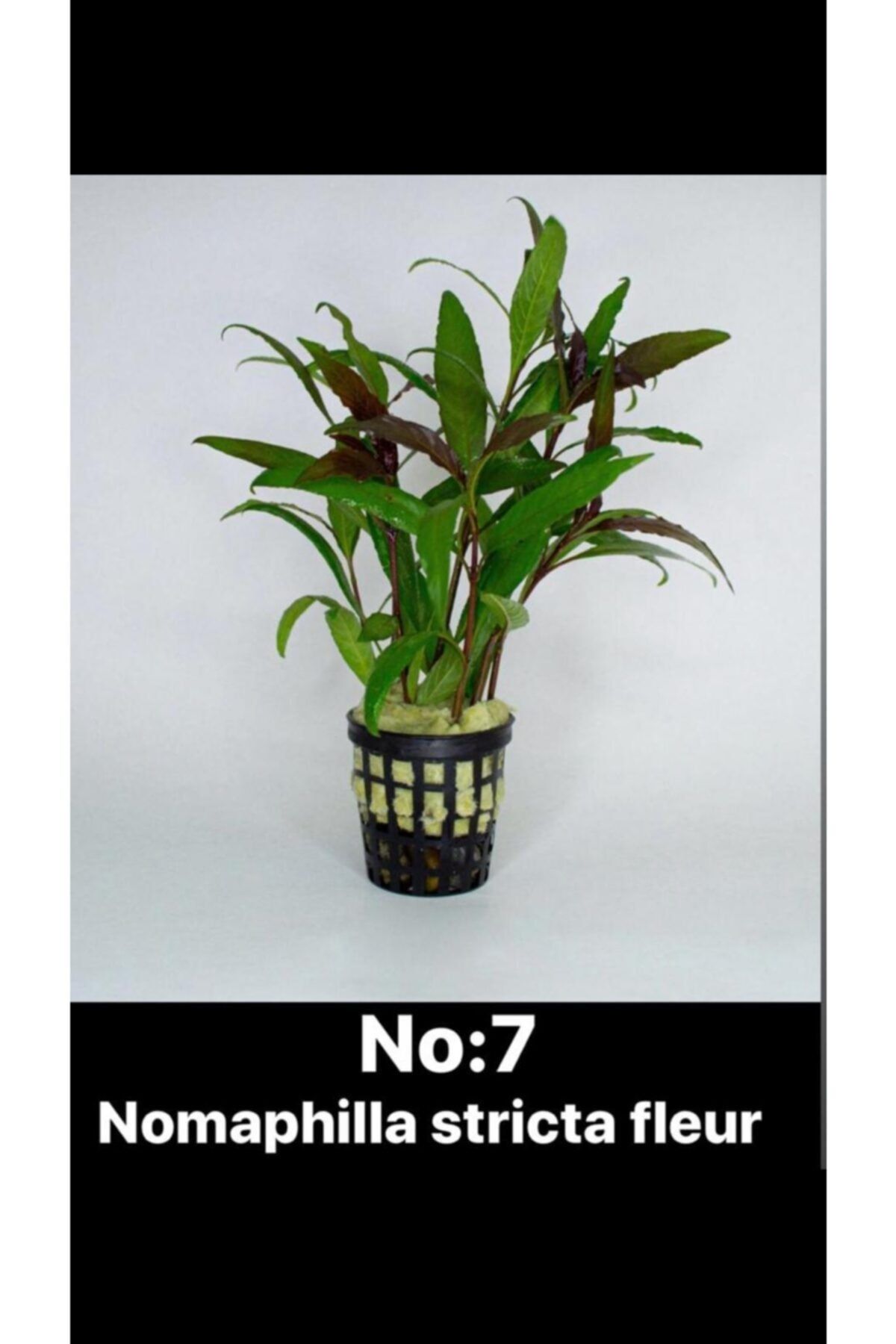 Black Mountian Aquatic Nomaphilla Stricta Fleur 10-15 Dal!! Canlı Akvaryum Bitki