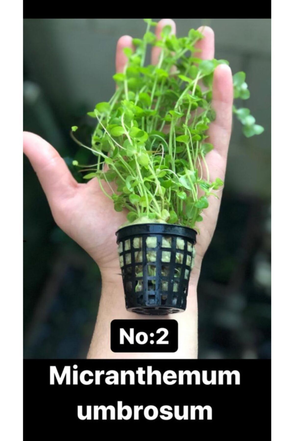 Black Mountian Aquatic Akvaryum Canlı Bitki 10-15 Dal!! Micranthemum Umbrosum