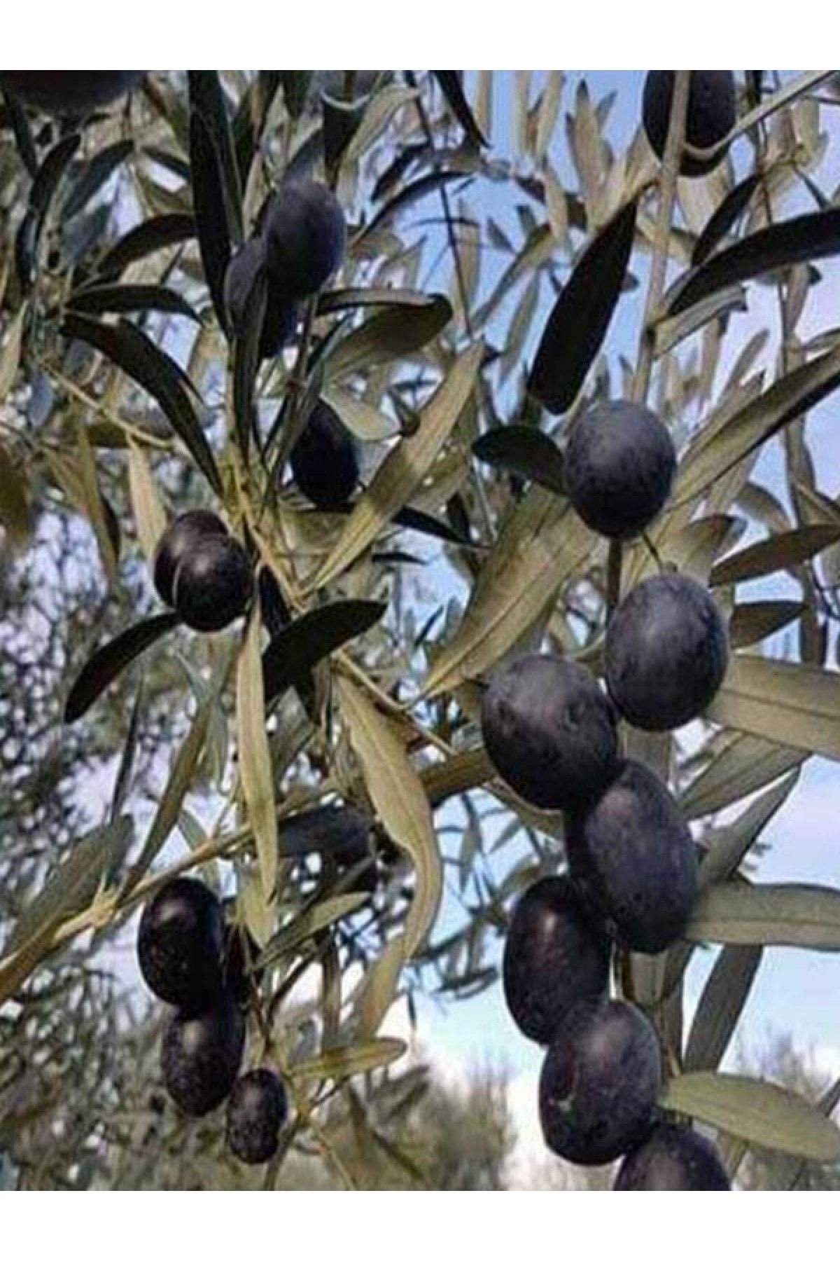 NET TARIM 10 Adet Gemlik Trilye Zeytin Fidanı Tüplü 2 Yaş 1,5 Metre