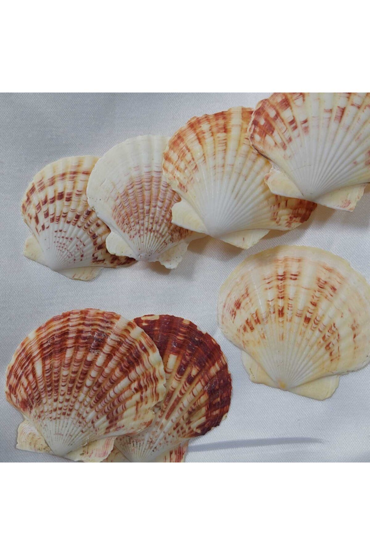 Aker Hediyelik Mercan Rengi Teraryum Deniz Kabukları 1 kg 5-8 cm