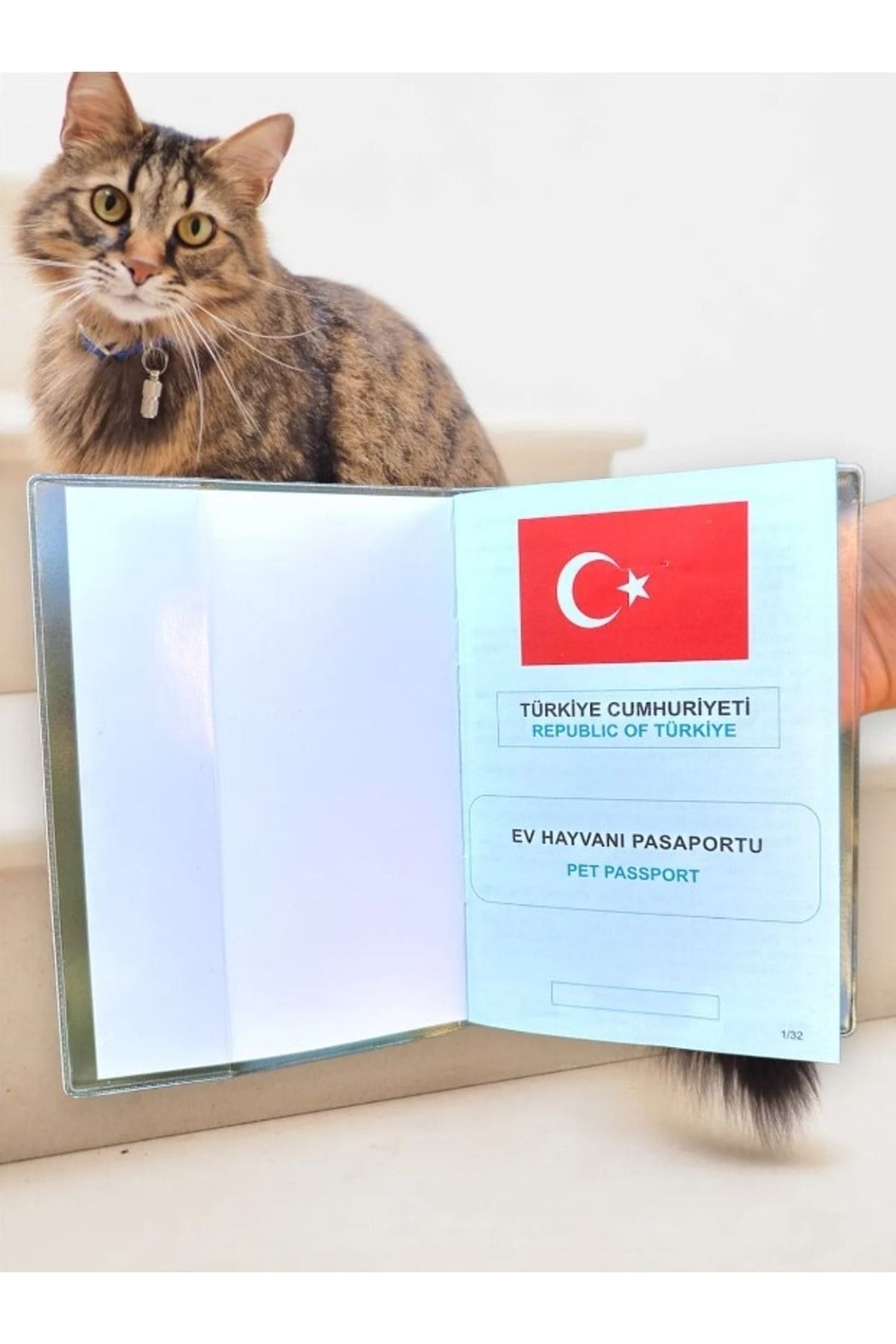 Kitten passport shop