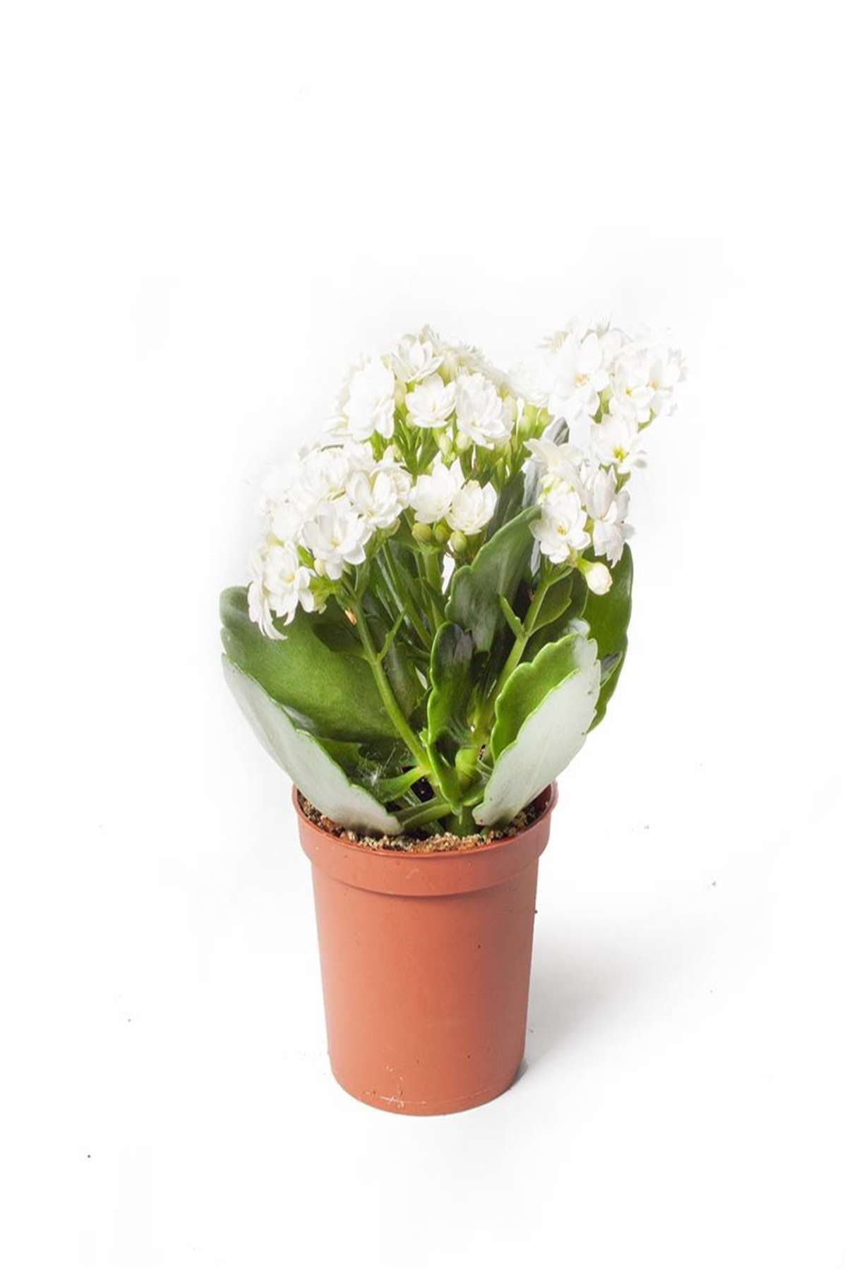 nema bahce kulturleri kalanchoe white yerli 6 cm o fiyati yorumlari trendyol