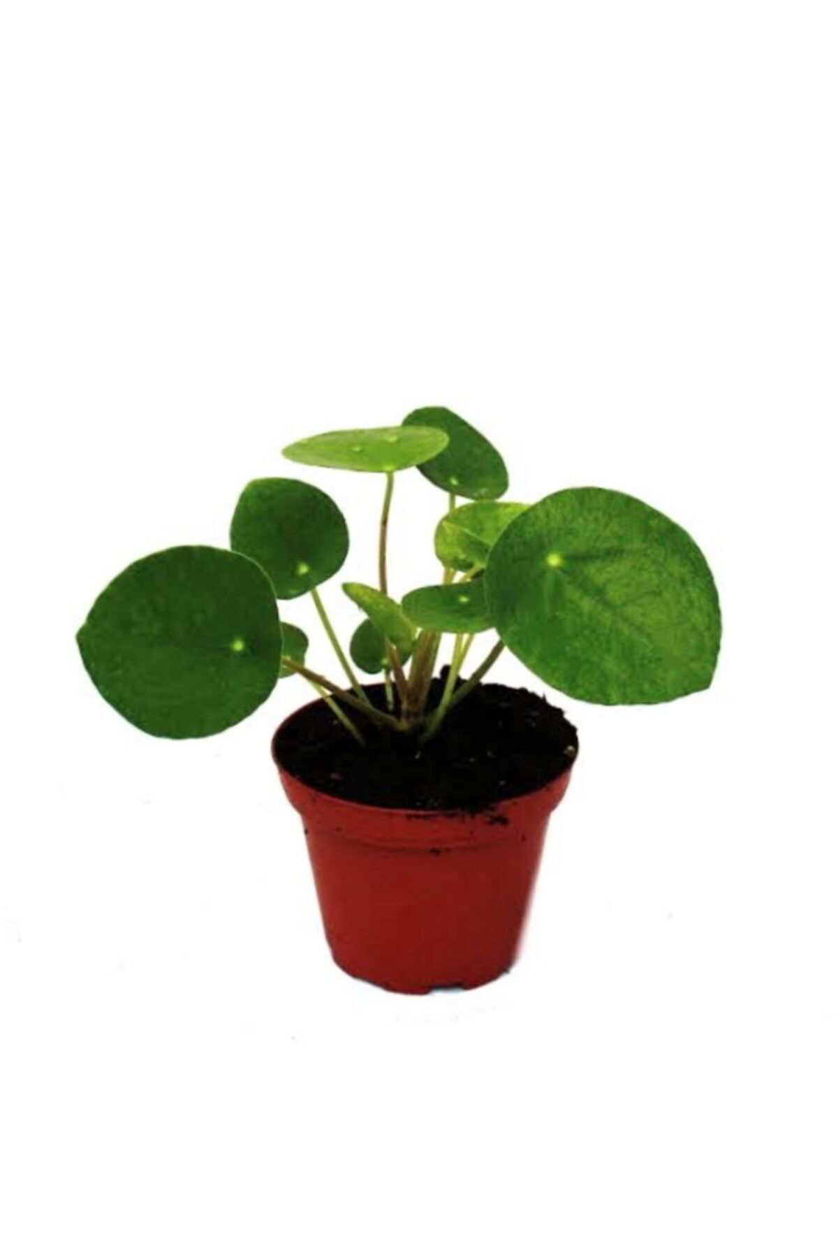 palmiye mini pilea para cicegi fiyati yorumlari trendyol