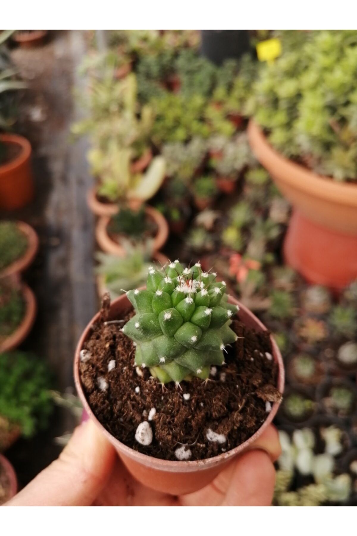 ünal kaktüs Mammillaria Polythele Inermis