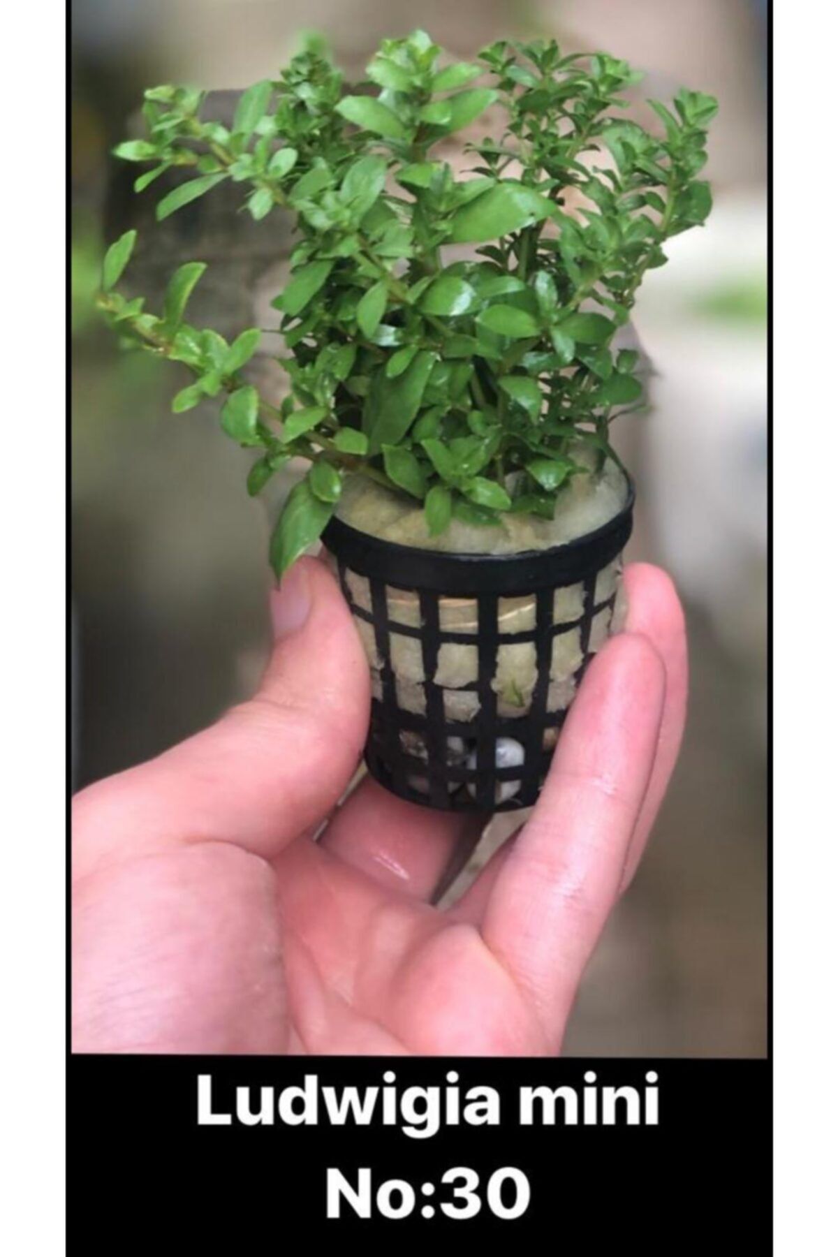 Black Mountian Aquatic Akvaryum Canlı Bitki 10-15 Dal!! Ludwigia Mini