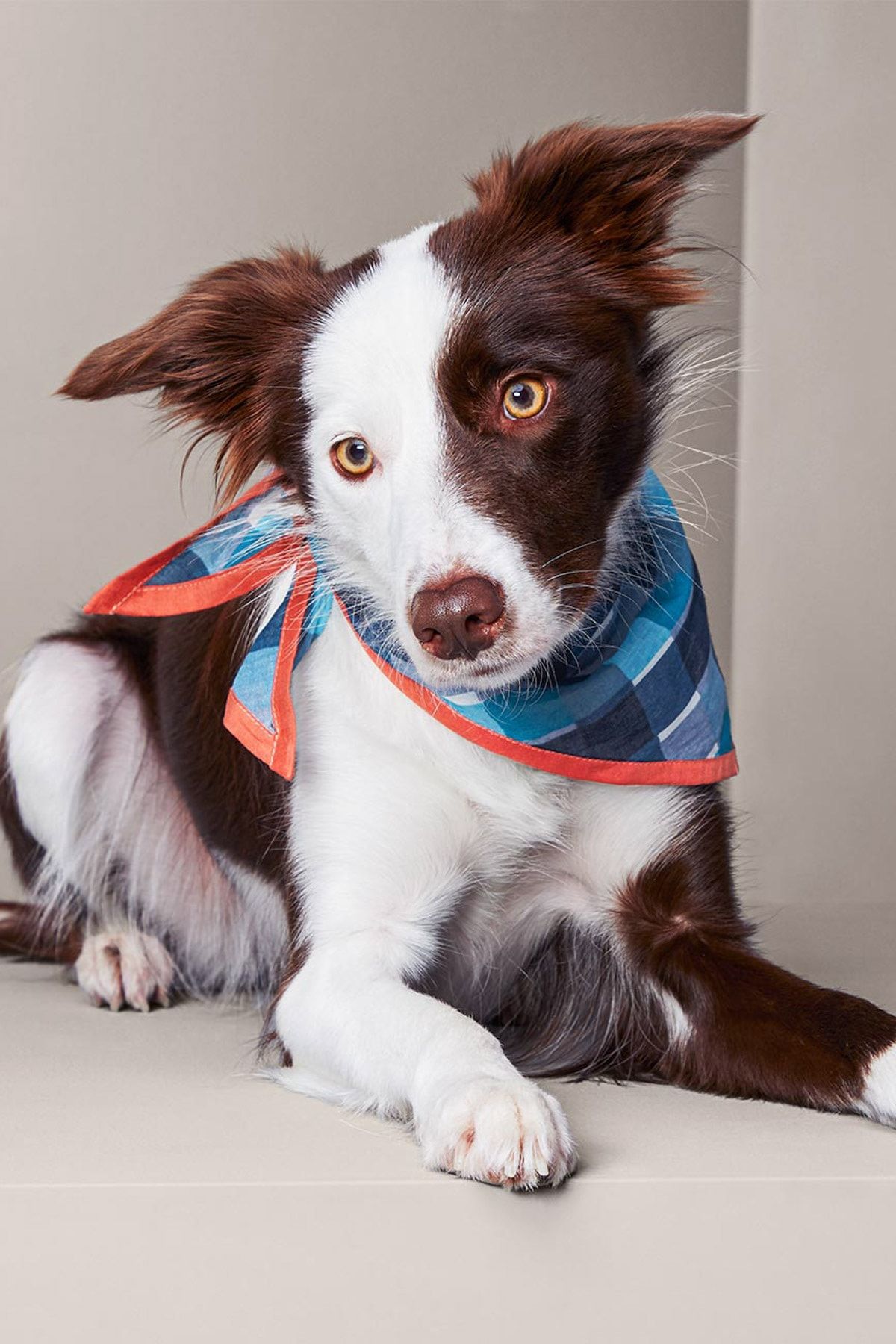 Tchibo Köpek Bandanası 115381