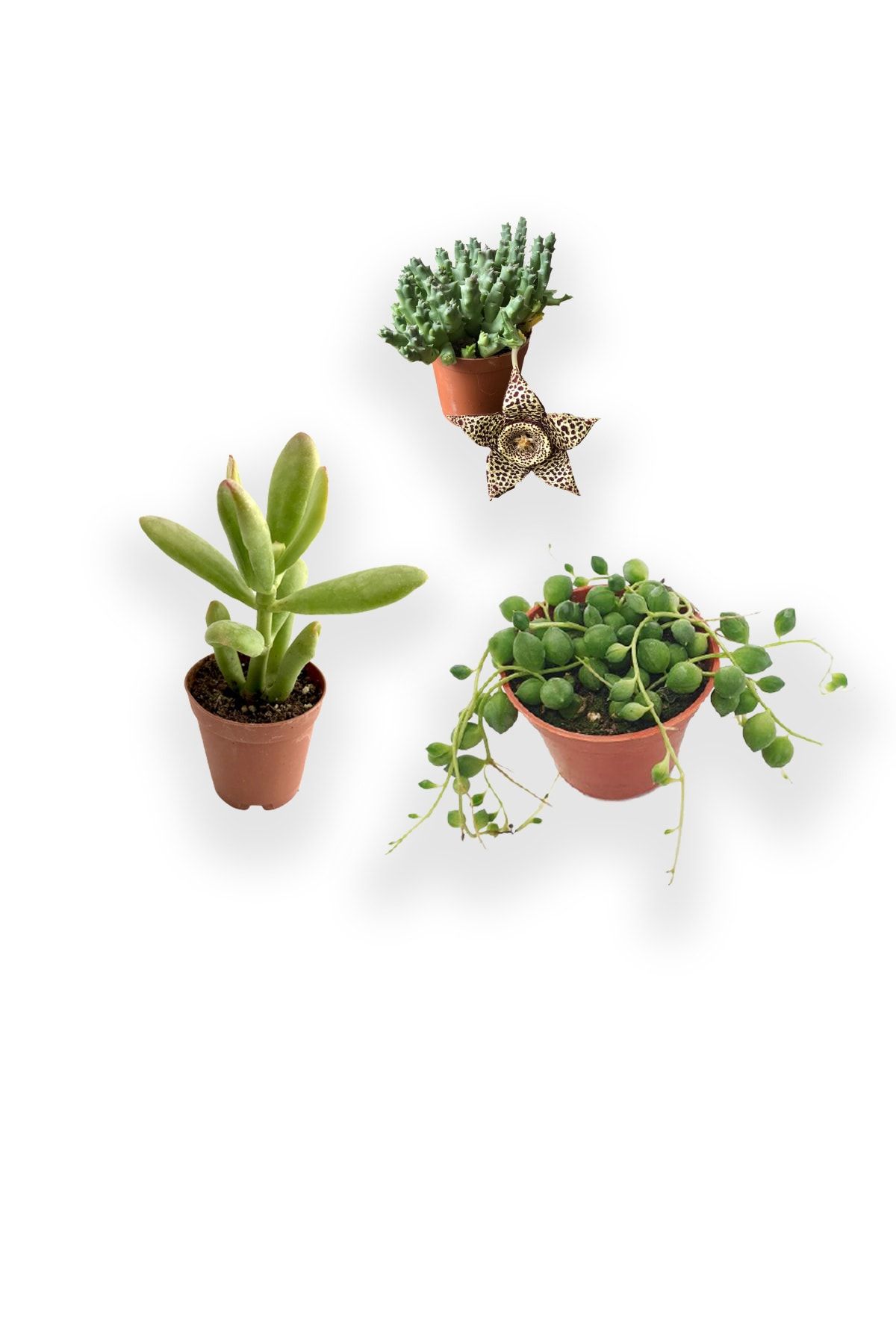 Fintarla Para Çiçeği - Tespih Çiçeği - Leş Kaktüs  Kaktüs Sukulent 5.5 cm