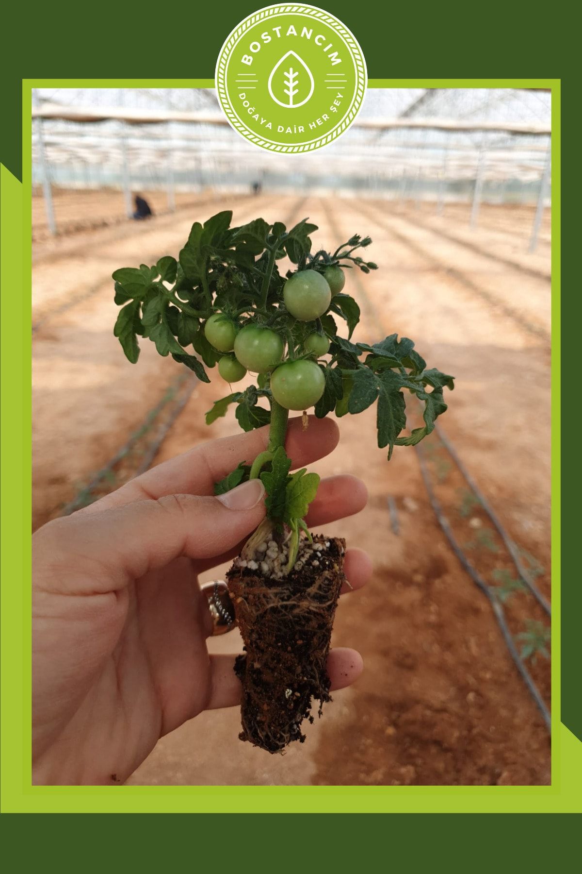 bostancım Bodur Cherry Domates Fidesi (6'LI AMBALAJ)
