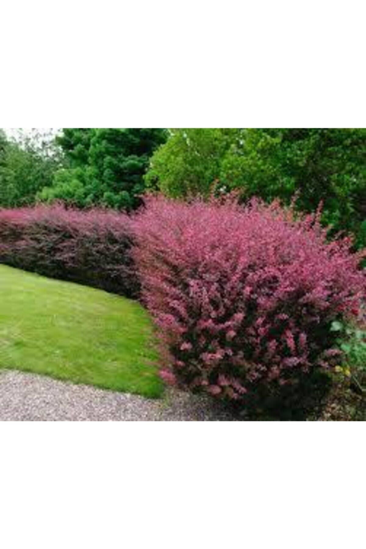 lalaahmetbotanik 10 Adet Berberis, Kadın Tuzğu (kırmızı Yapraklı) 30-60 Cm Berberi
