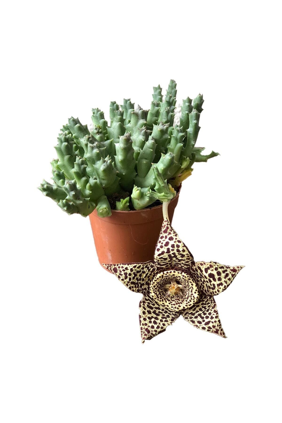 Fintarla Orbea Variegat Leş Sukulent Kaktüs