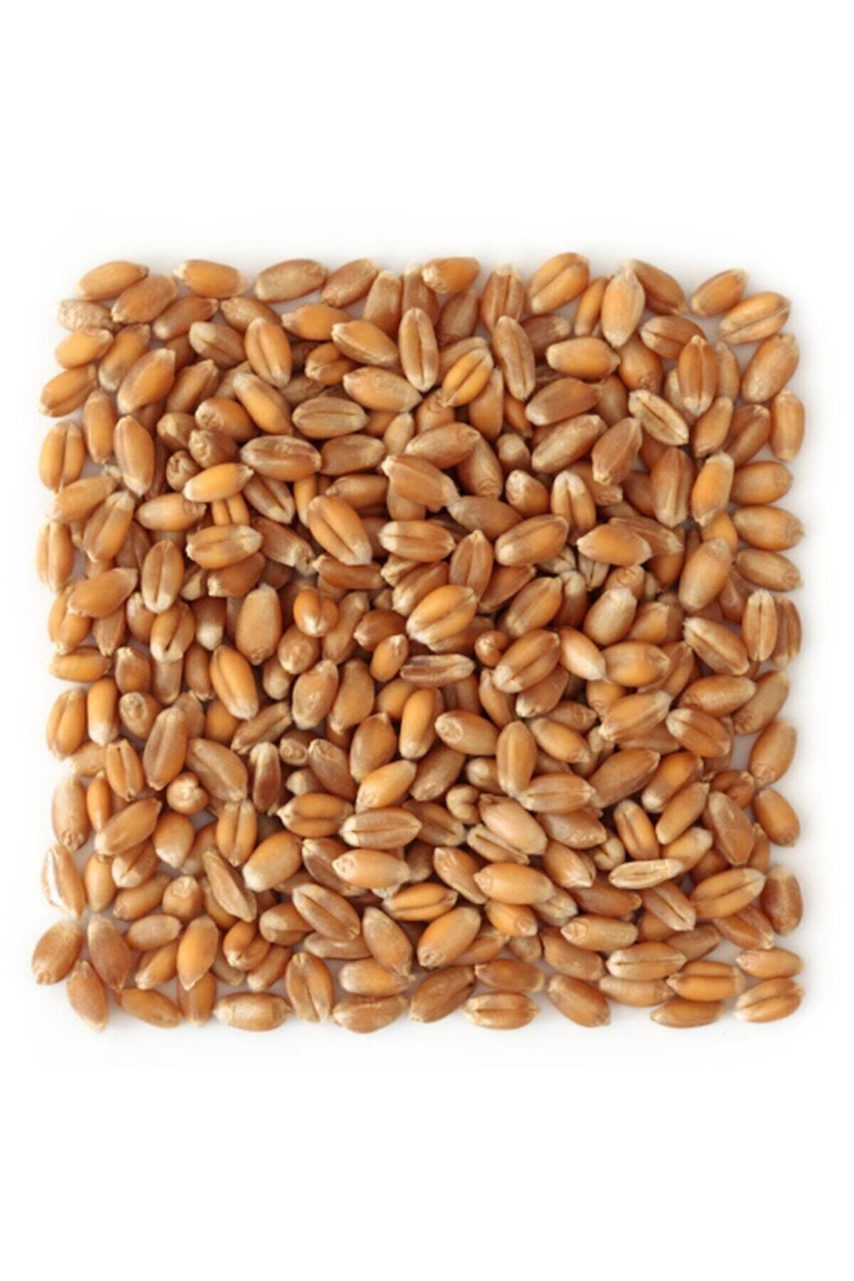Ünver Tarım Yemlik Buğday 20 Kg Kuş-tavuk-kaz-ördek Kanatlı Yemi
