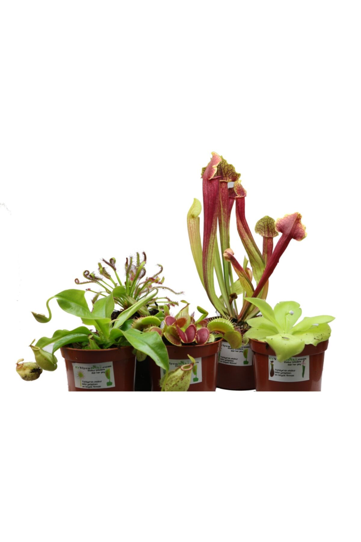 Etobur Bitkim 5li Set Venus Fly Trap, Sarracenia, Drosera, Pinguicula, Nepenthes