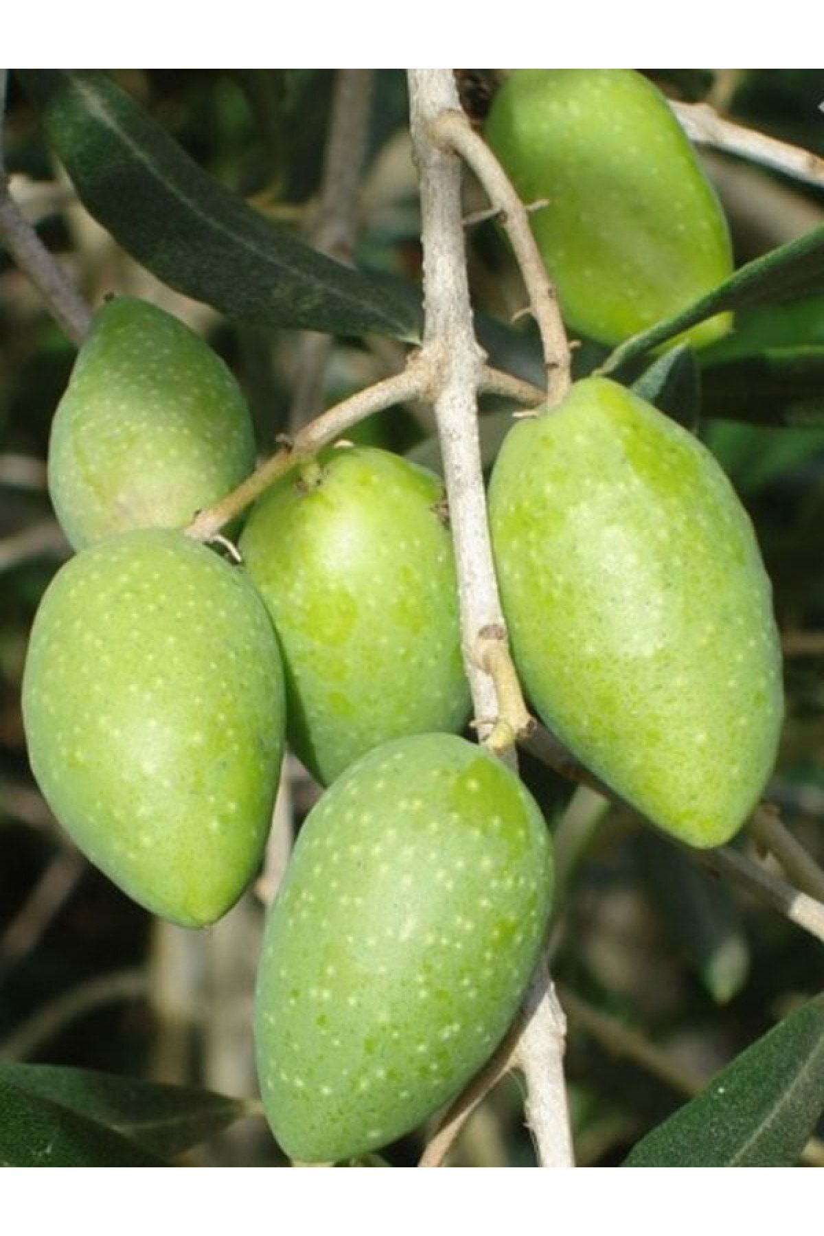 ADA TARIM Memecik Iri Meyveli Zeytin Fidanı Tüplü 2 Yaşında 1 Metre 10 Adet