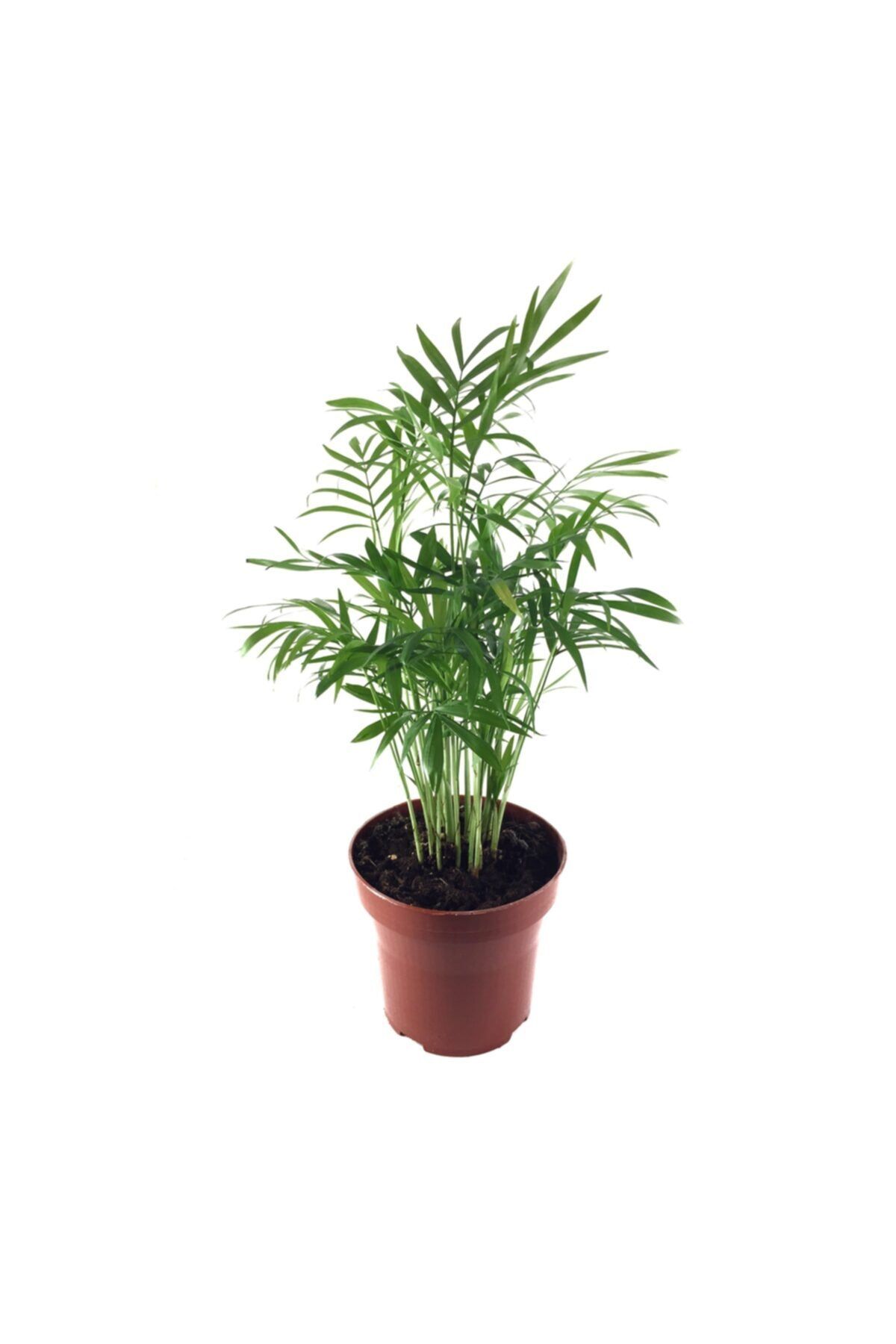Betonish Chamaedorea Elegans - Dağ Palmiyesi - Ev Ve Ofis Bitkisi